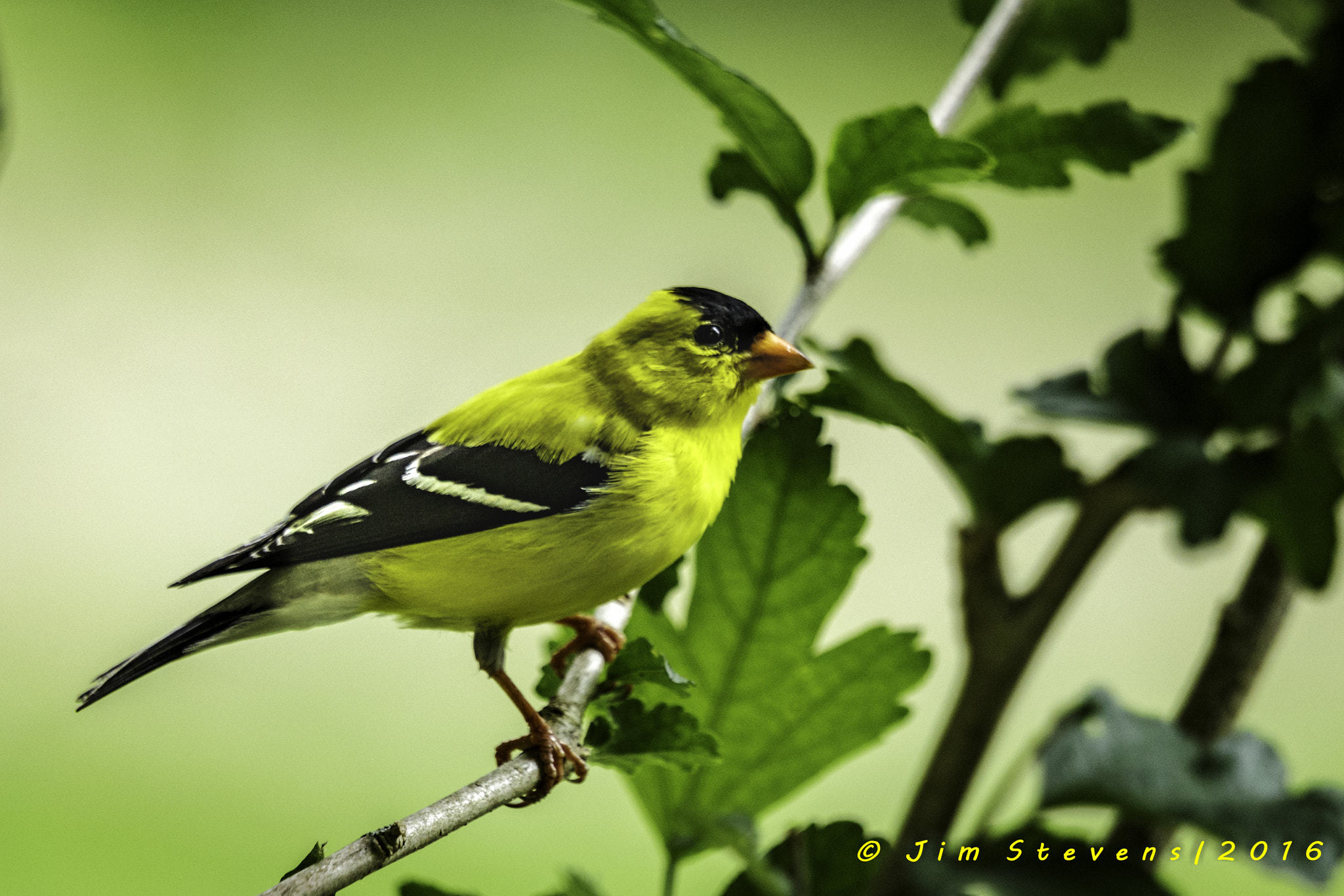Canon EF 100-400mm F4.5-5.6L IS USM sample photo. Goldfinch photography