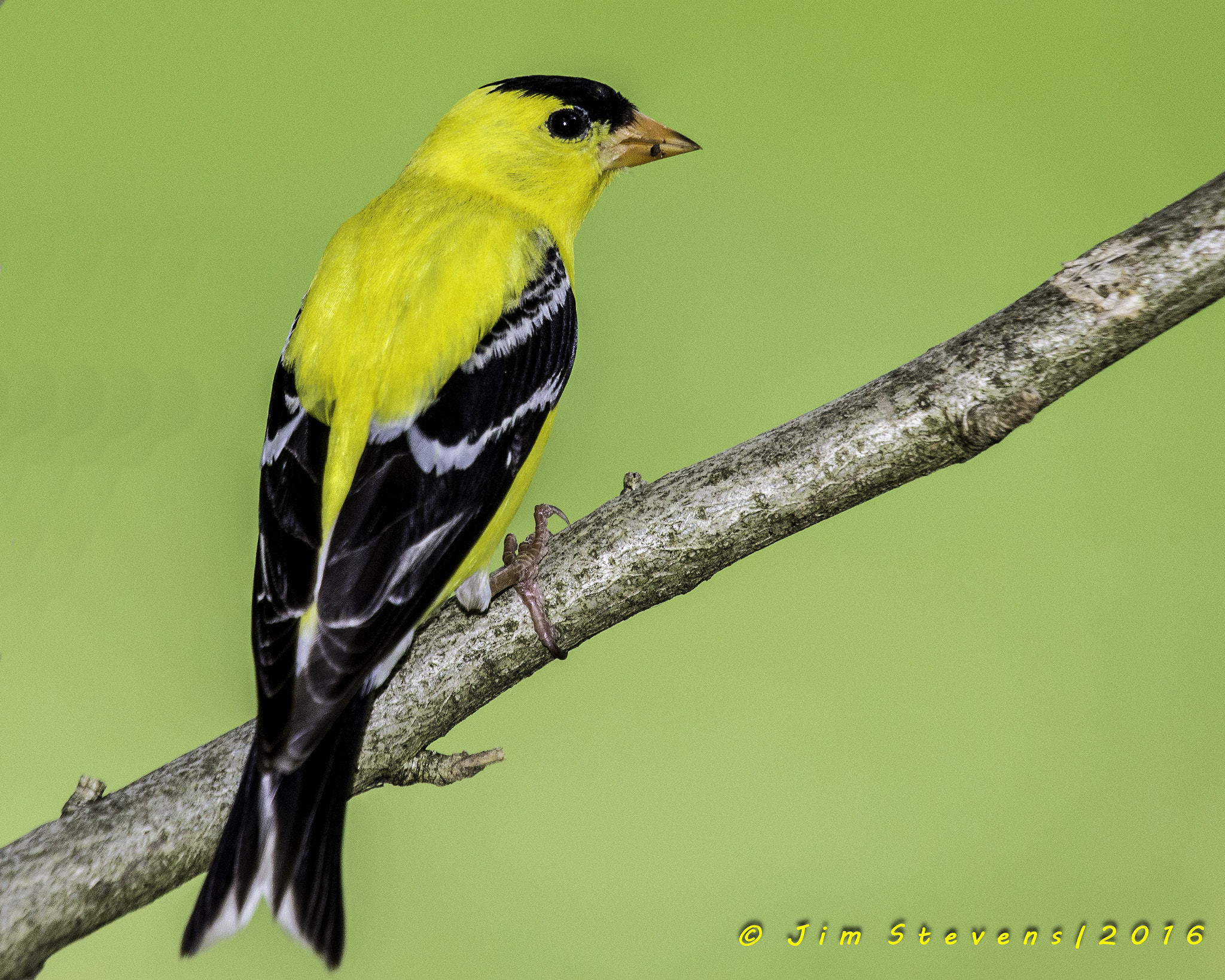 Canon EF 100-400mm F4.5-5.6L IS USM sample photo. Goldfinch photography