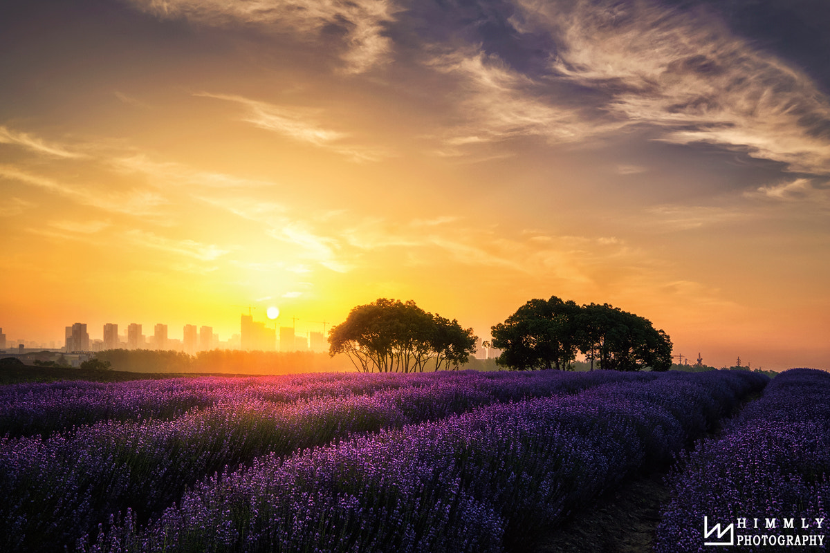 Samsung NX300 + Samsung NX 12-24mm F4-5.6 ED sample photo. The sunrise of lavender field photography