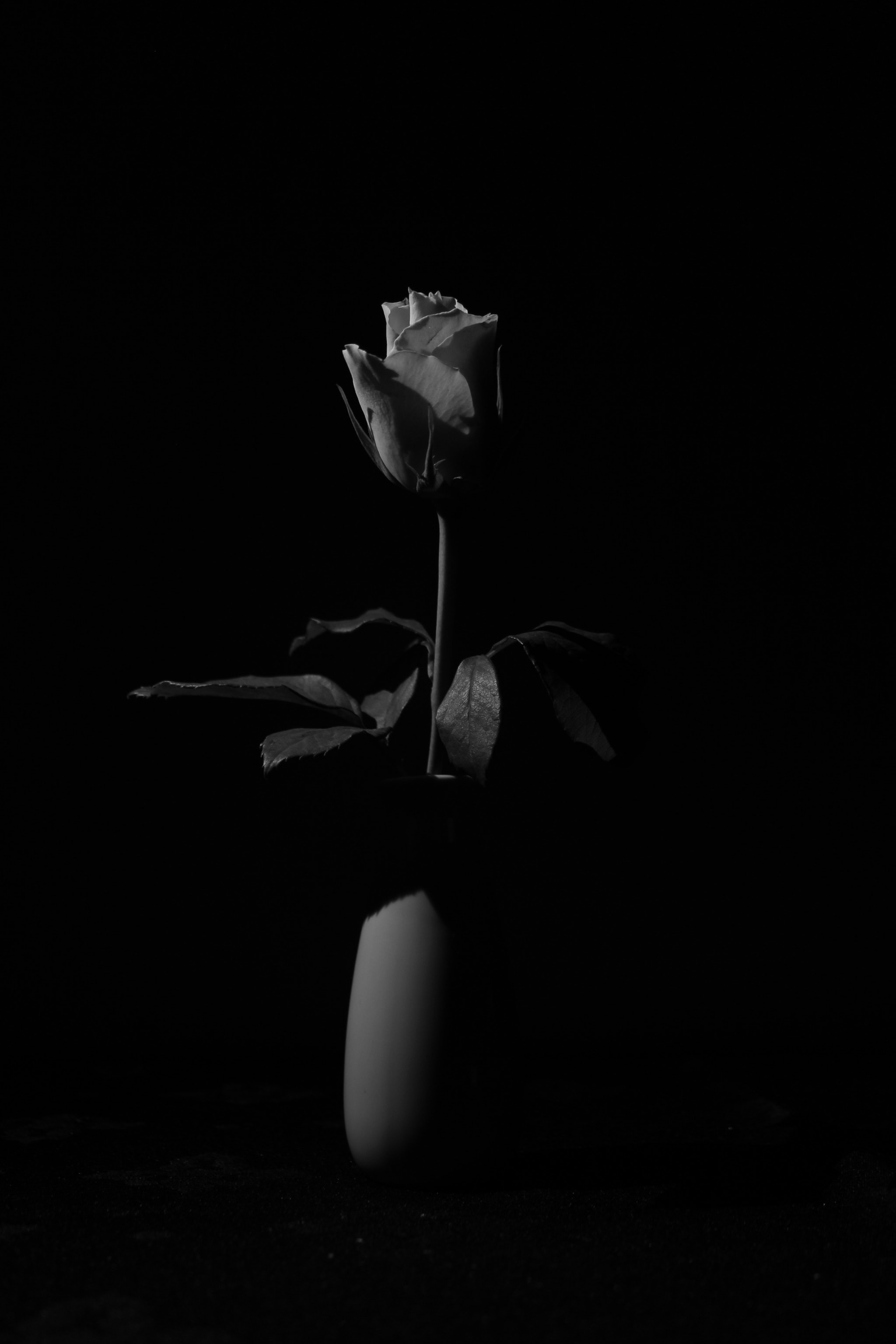 Canon EF-S 18-55mm F3.5-5.6 sample photo. Low-key rose photography