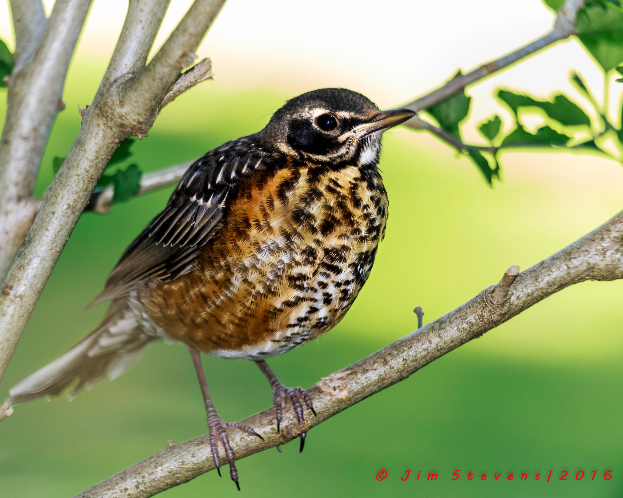 Canon EF 100-400mm F4.5-5.6L IS USM sample photo. Juvenile robin photography