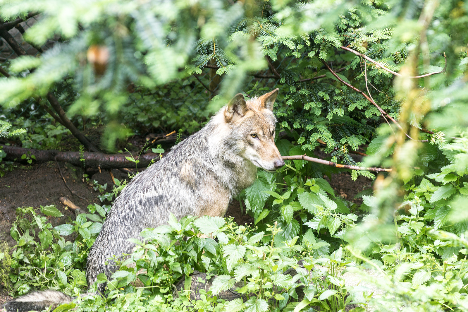 Canon EF 28-135mm F3.5-5.6 IS USM sample photo. Lone wolf photography