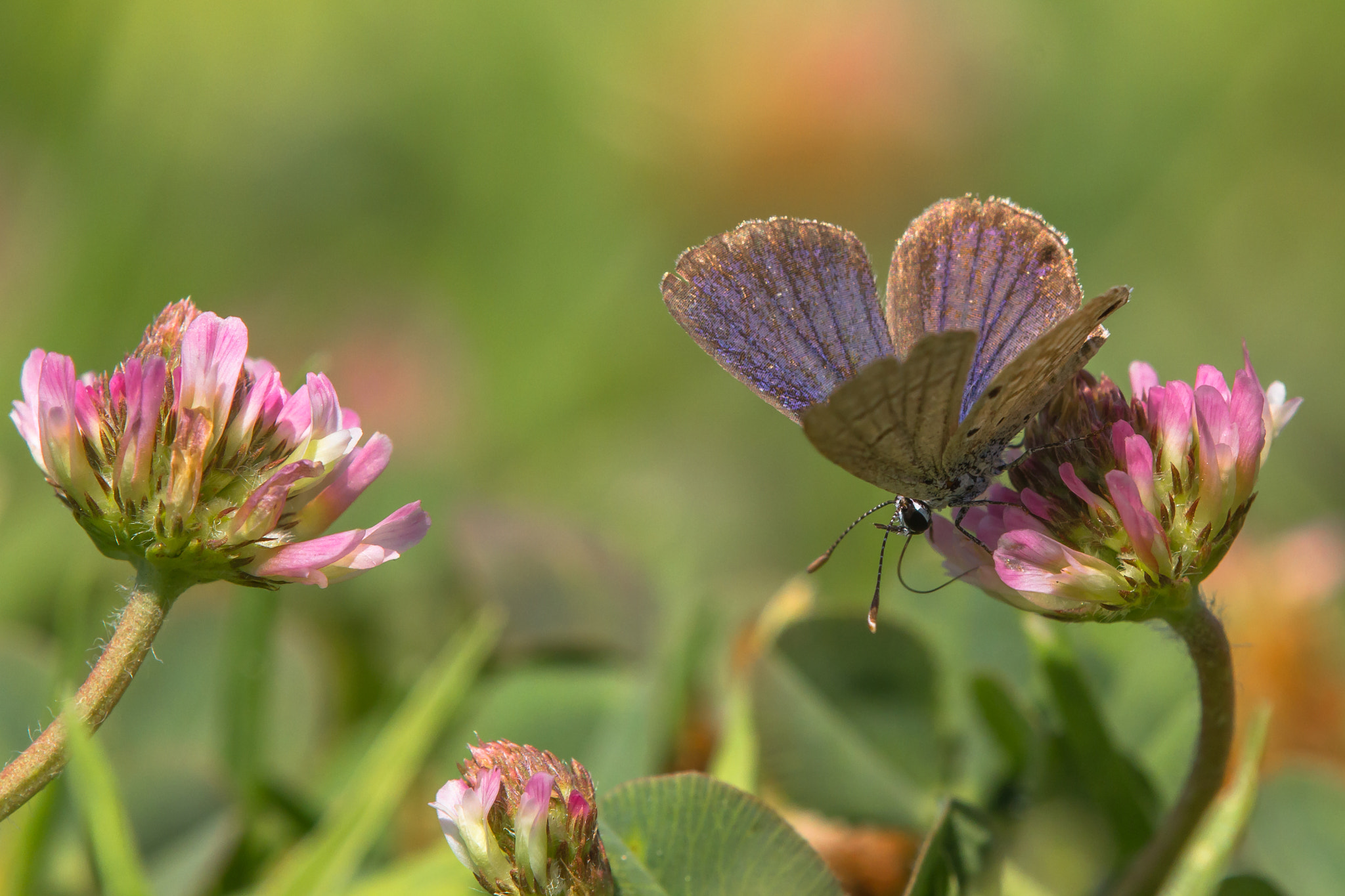 Canon EOS 60D + Tamron SP AF 180mm F3.5 Di LD (IF) Macro sample photo. Short tailed blue photography