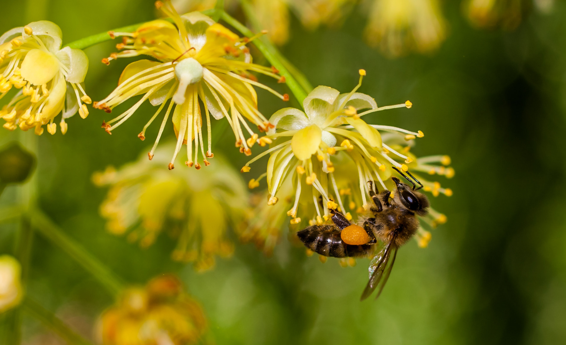 Canon EOS-1Ds Mark III sample photo. Bee photography