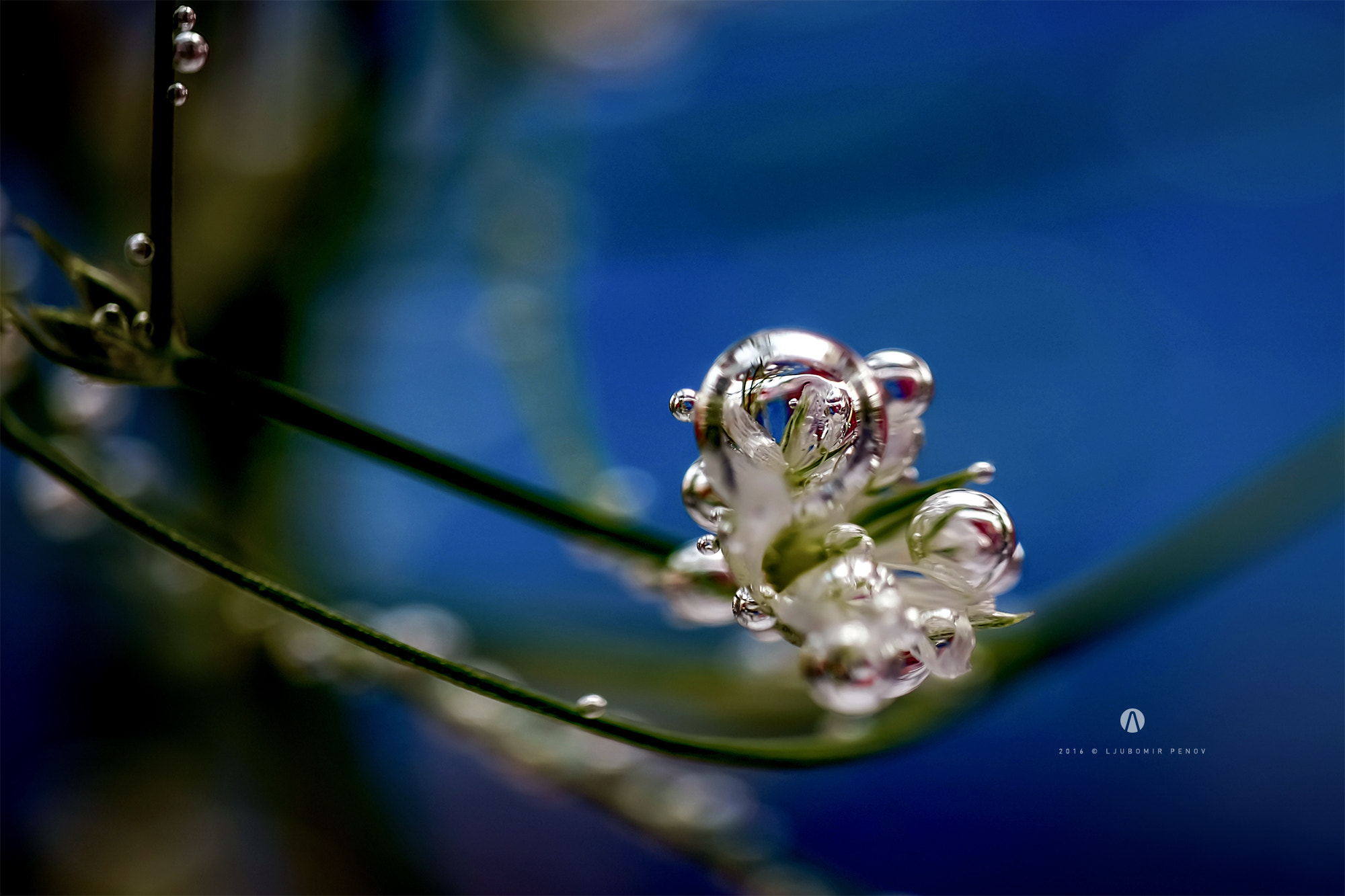 ZEISS Touit 50mm F2.8 sample photo. Bubbles 2 photography