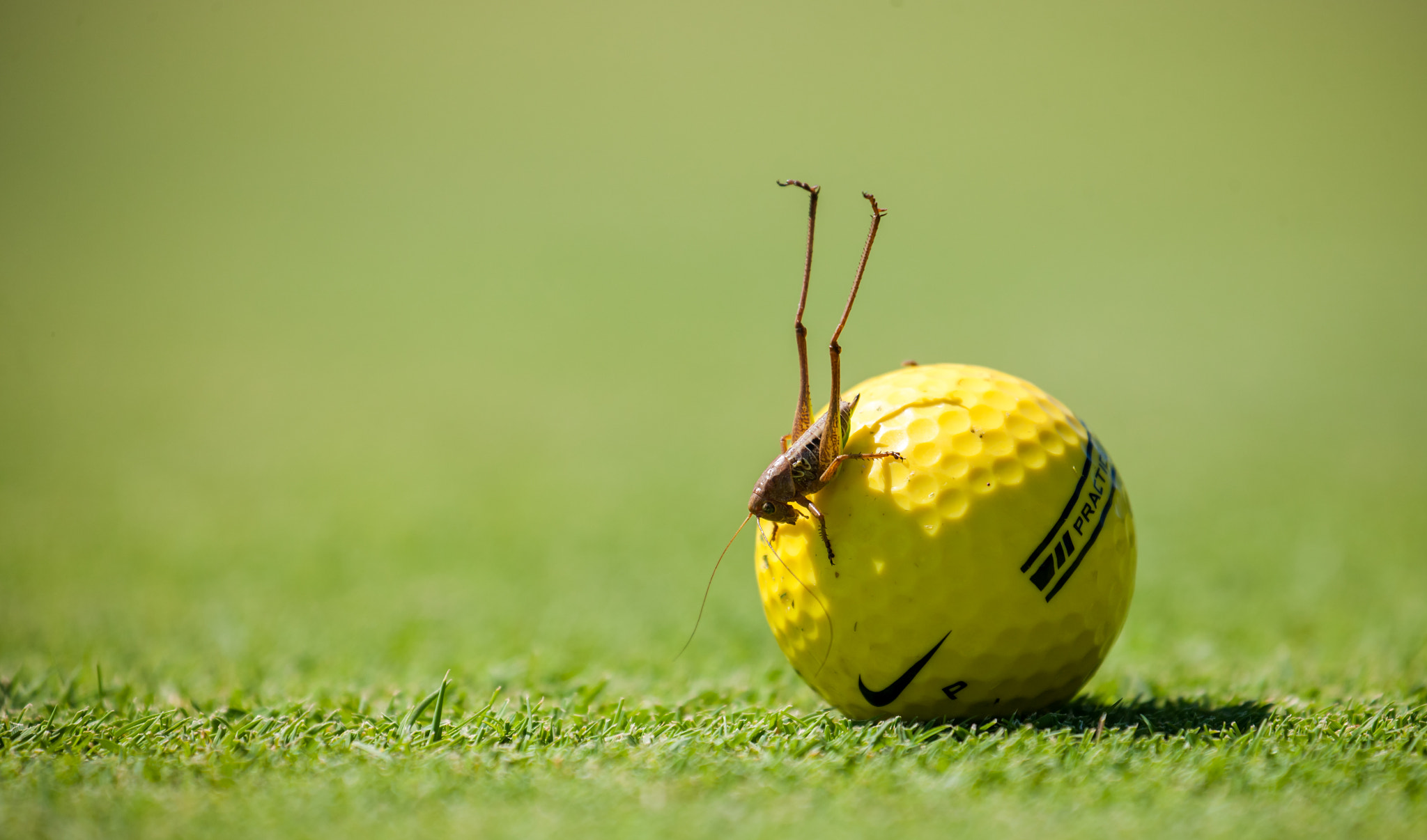 Canon EOS-1Ds Mark III sample photo. It also want golf playing photography