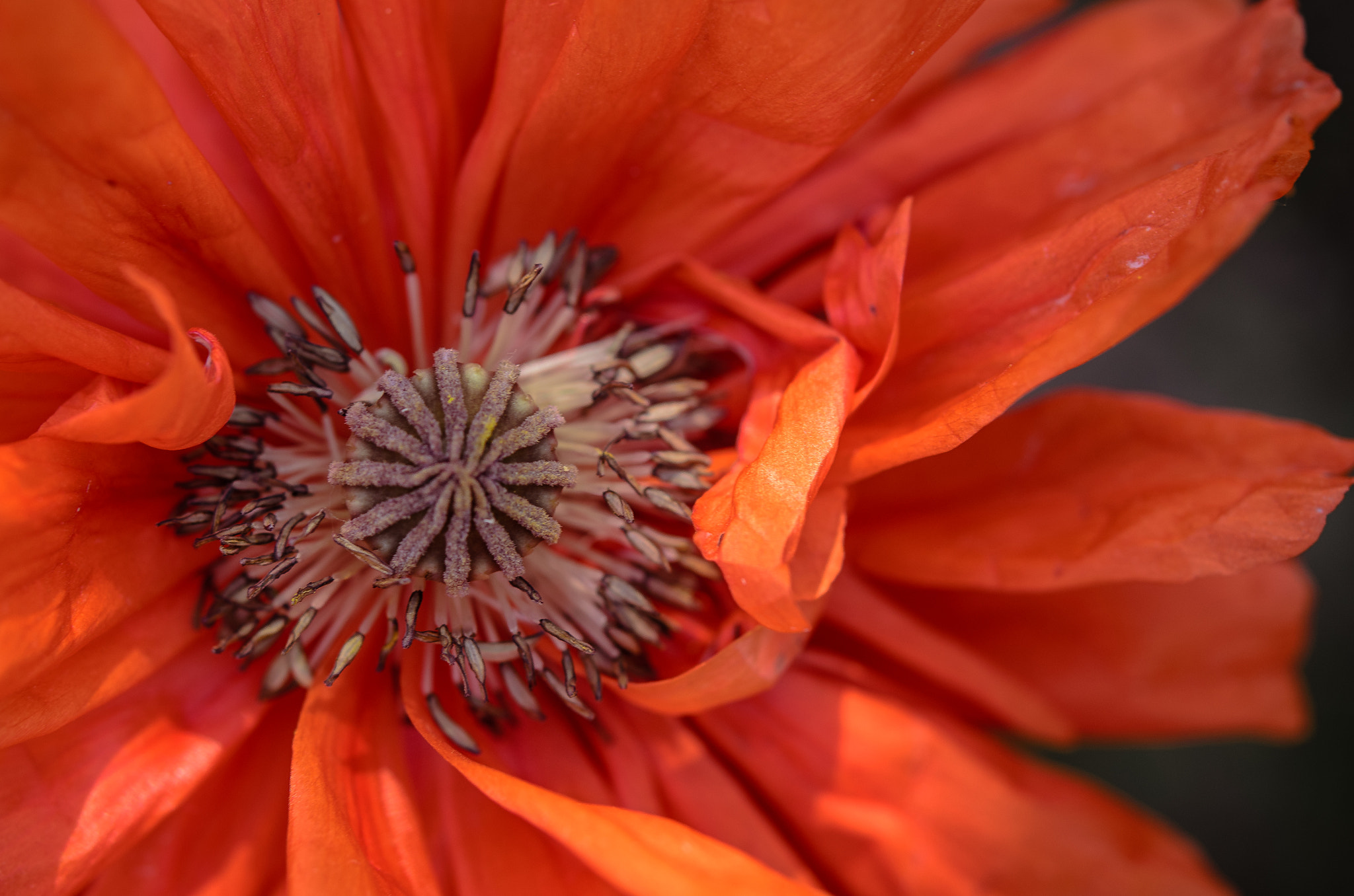 Nikon AF-S Micro-Nikkor 60mm F2.8G ED sample photo. Poppy photography