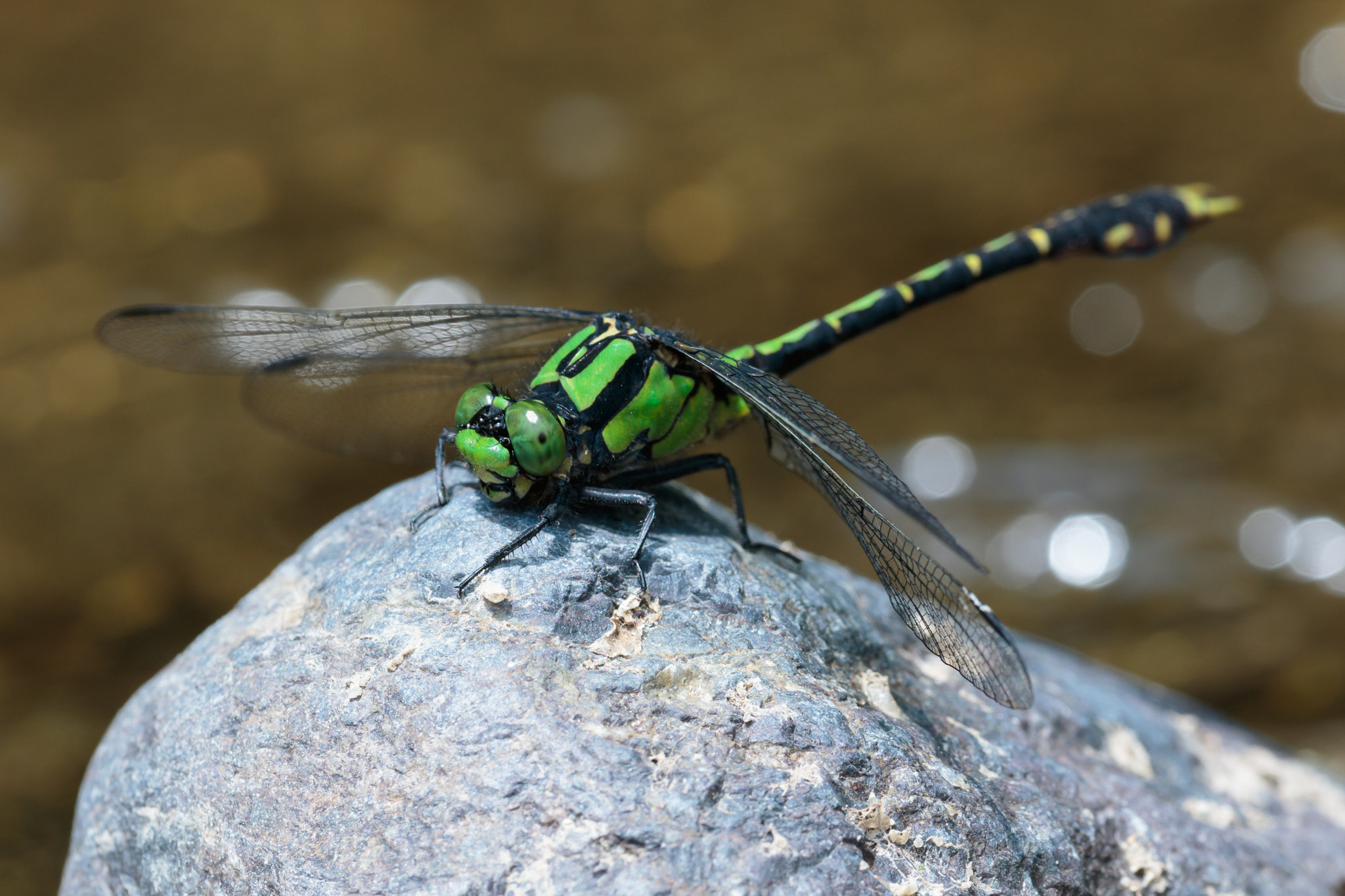 Sigma APO Macro 180mm F2.8 EX DG OS HSM sample photo. Nihonogomphus viridis photography