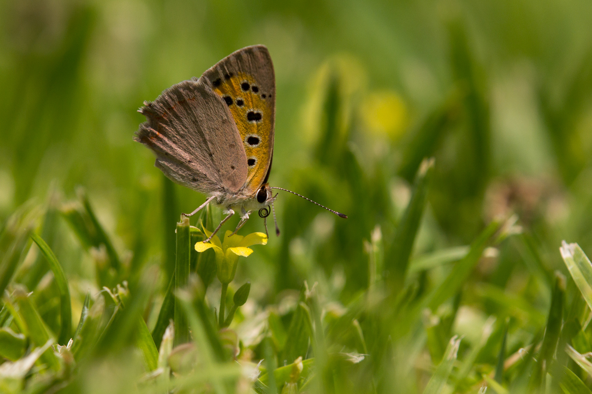 Canon EOS 60D + Tamron SP AF 180mm F3.5 Di LD (IF) Macro sample photo. Lycaena phlaeas photography