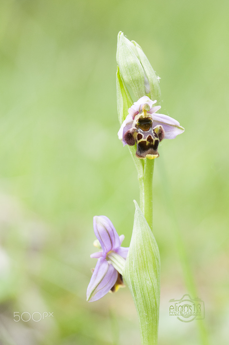 Nikon D300S sample photo. Orquidea photography