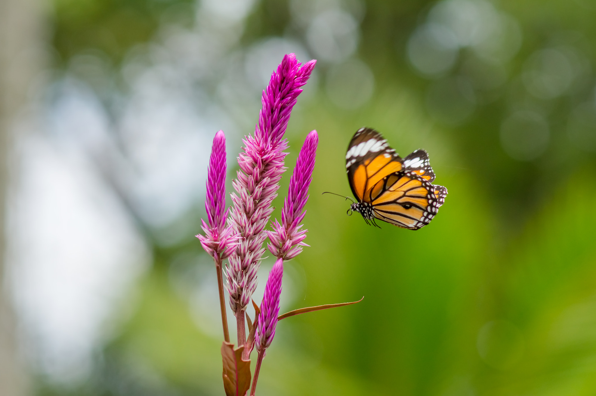 Sony SLT-A55 (SLT-A55V) + Sony 100mm F2.8 Macro sample photo. Closeup butterfly on flower in the garden photography