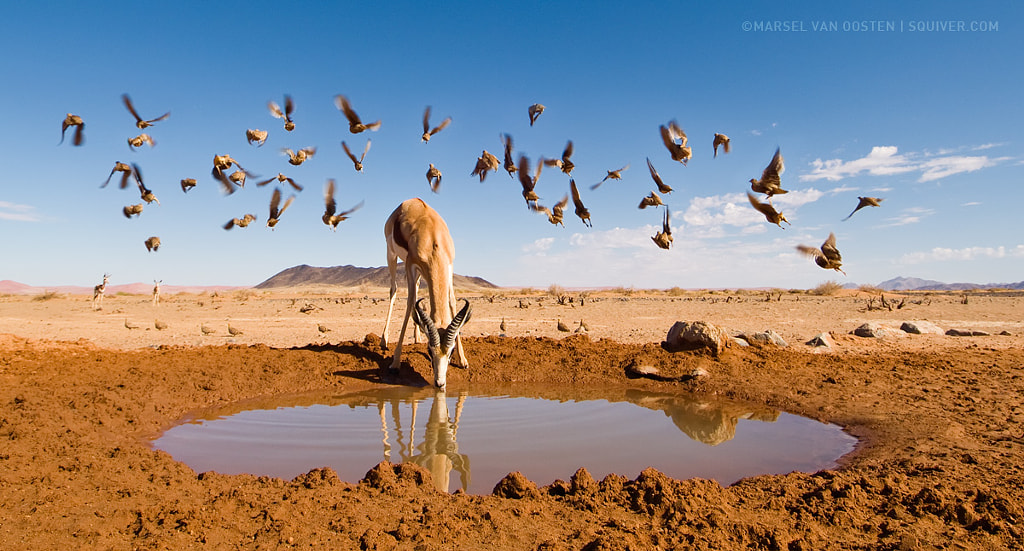 500px.com'da Marsel van Oosten tarafından tıklayın