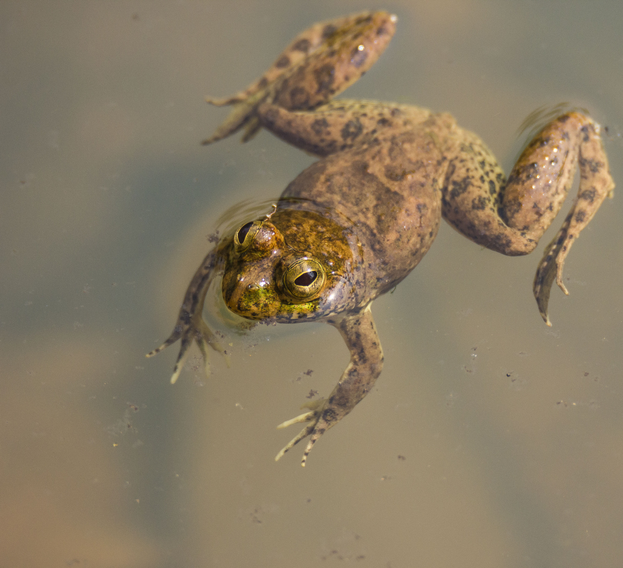 Canon EOS 550D (EOS Rebel T2i / EOS Kiss X4) + Tamron SP 150-600mm F5-6.3 Di VC USD sample photo. Floating frog! photography
