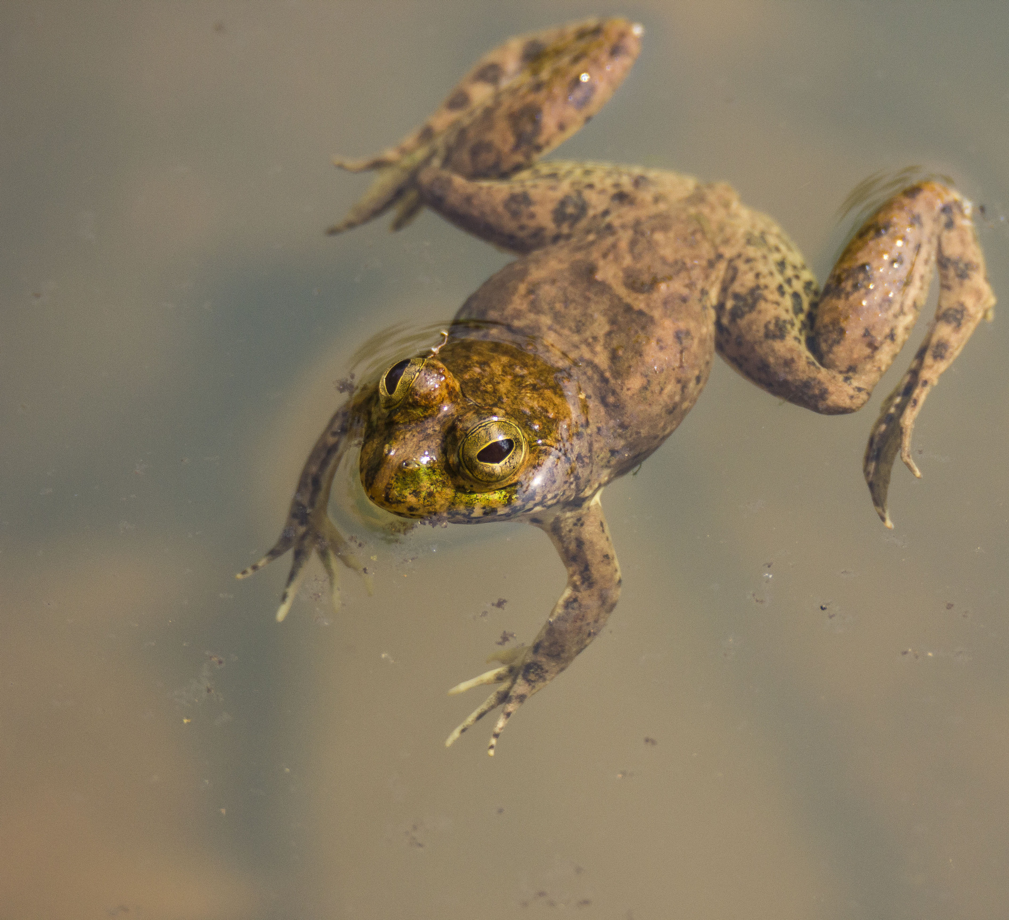 Tamron SP 150-600mm F5-6.3 Di VC USD sample photo. Floating frog! photography