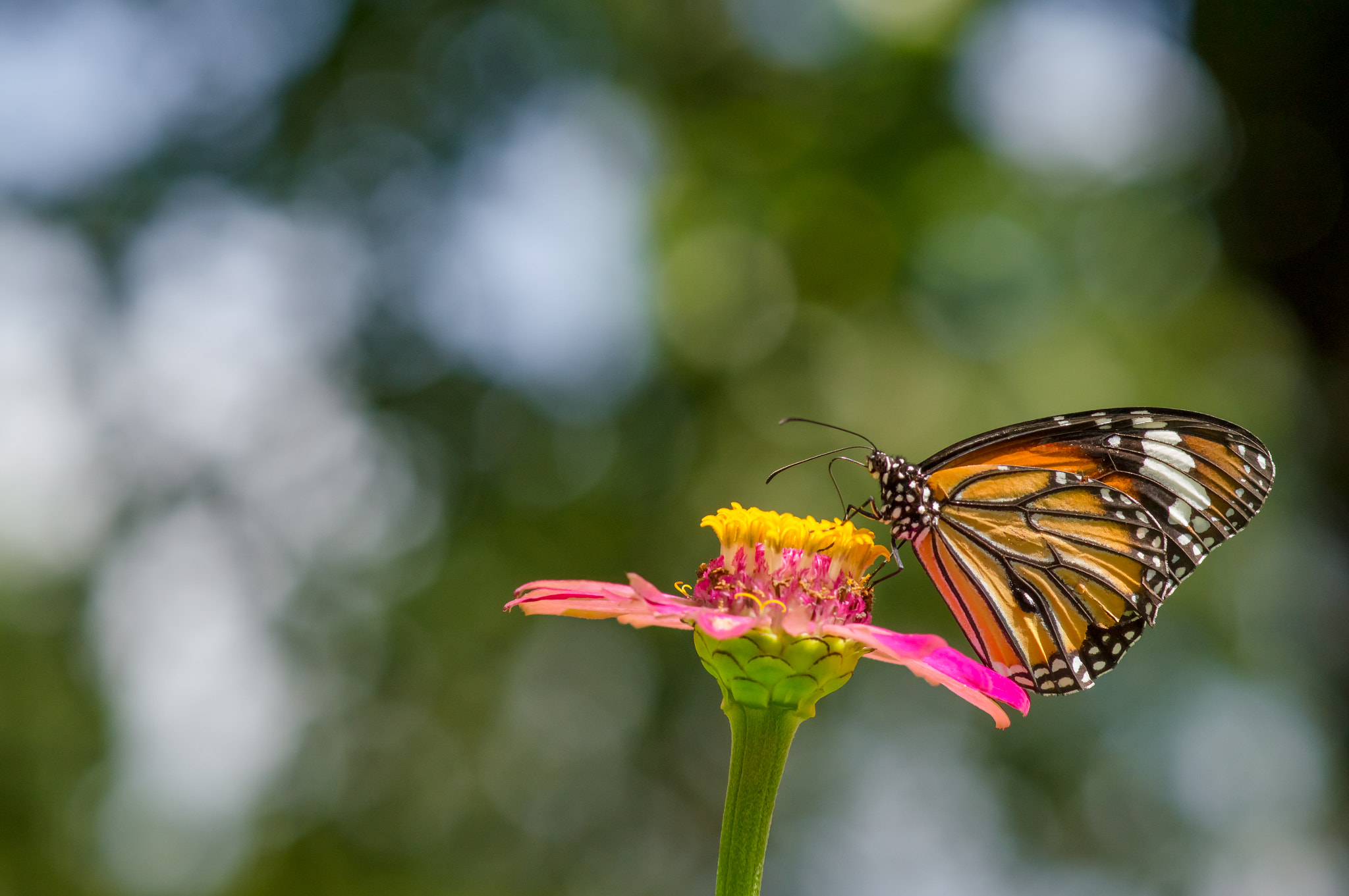 Sony SLT-A55 (SLT-A55V) + Sony 100mm F2.8 Macro sample photo. Closeup butterfly on flower in the garden photography