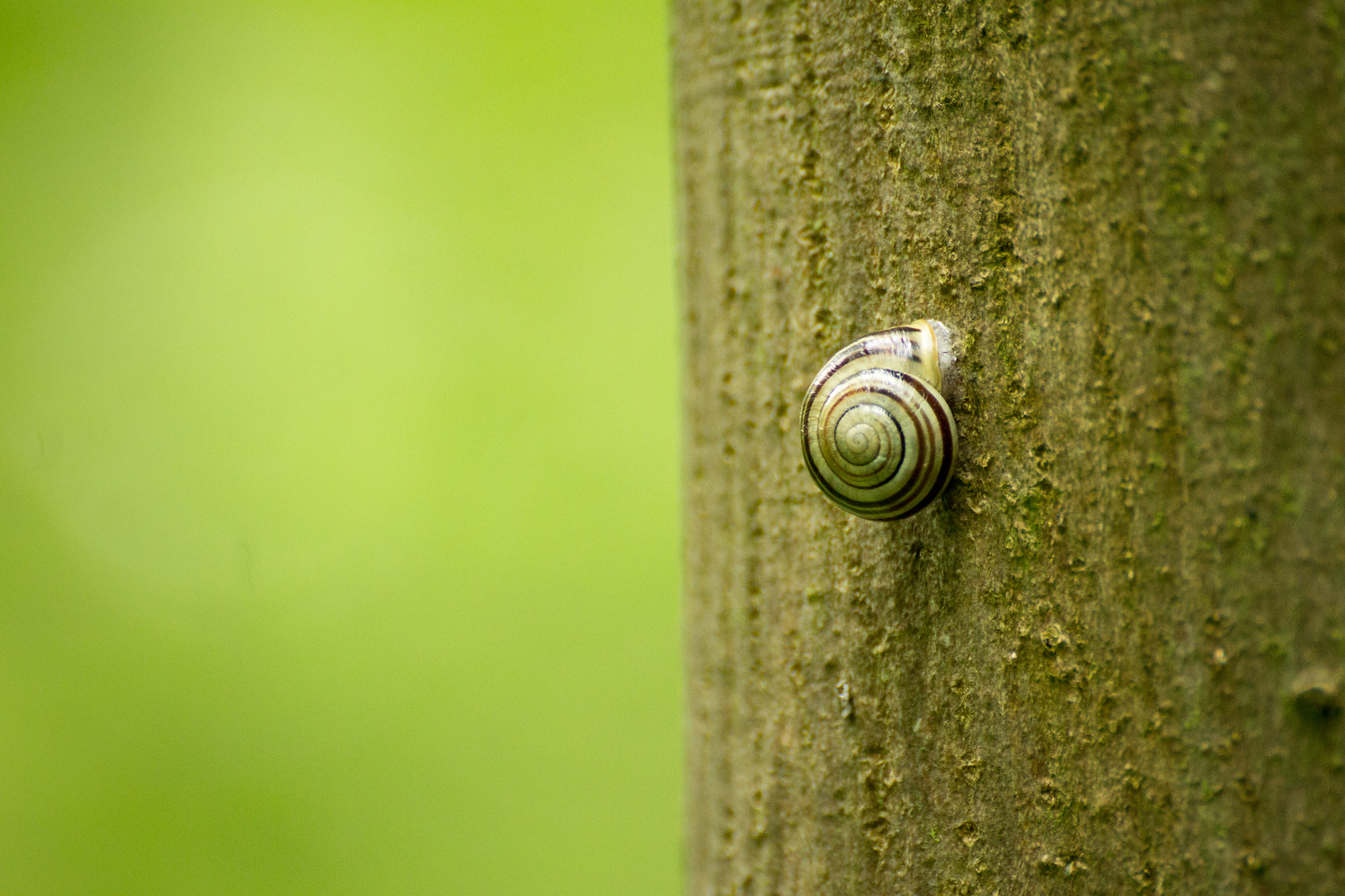 Canon EOS 1100D (EOS Rebel T3 / EOS Kiss X50) + Tamron SP 70-300mm F4-5.6 Di VC USD sample photo. Snail on a journey photography