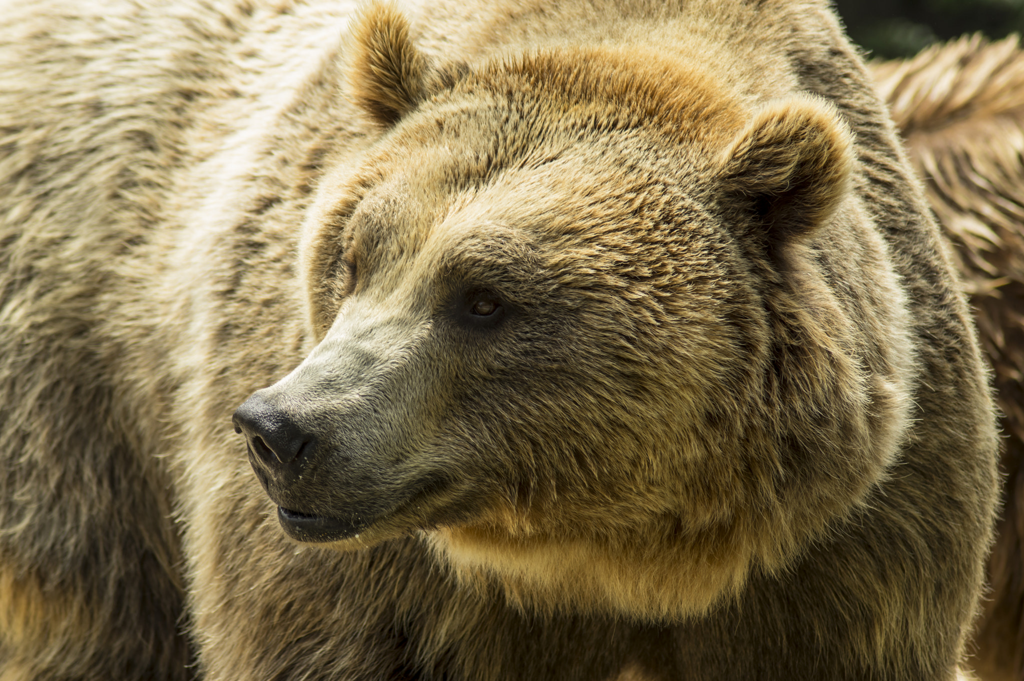 Tamron AF 70-300mm F4-5.6 Di LD Macro sample photo. Ursus arctos photography