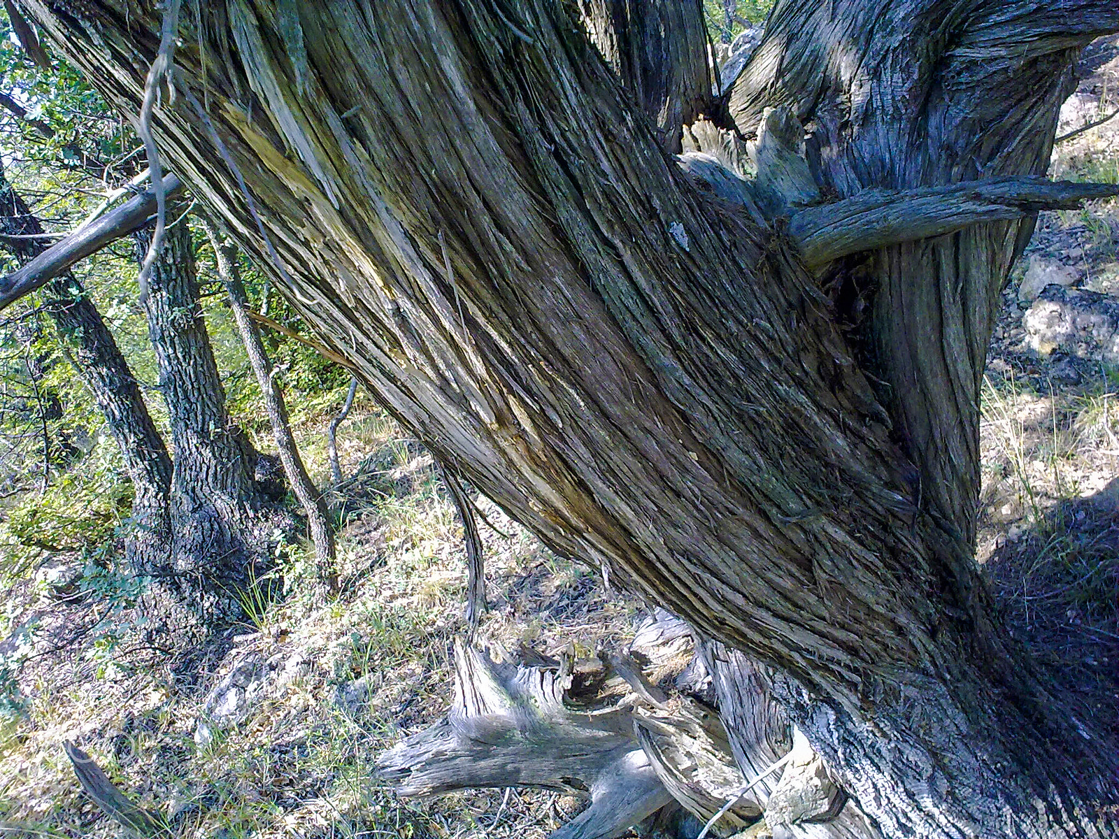 Nokia 5800 Xpres sample photo. Bizarre tree photography