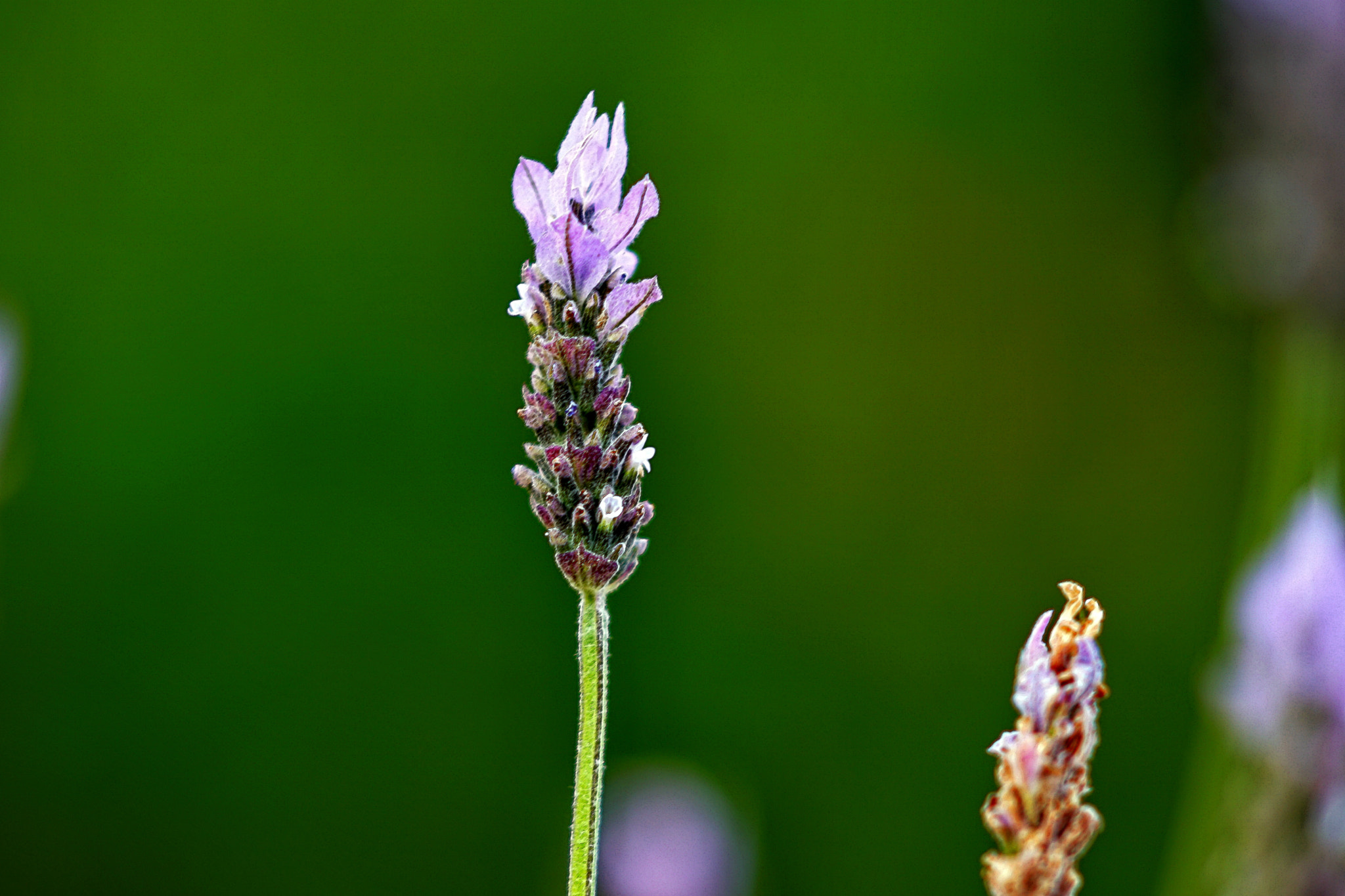 Sony Sonnar T* 135mm F1.8 ZA sample photo. Lavande photography