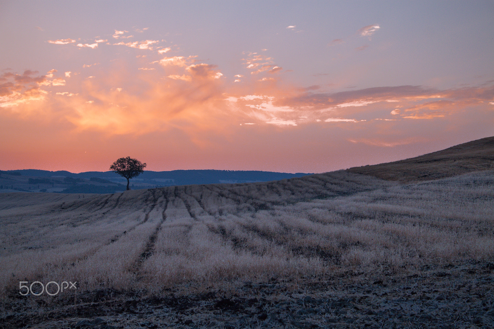 Canon EOS 500D (EOS Rebel T1i / EOS Kiss X3) + Canon EF-S 18-55mm F3.5-5.6 sample photo. Lonely tree in val d'orcia photography