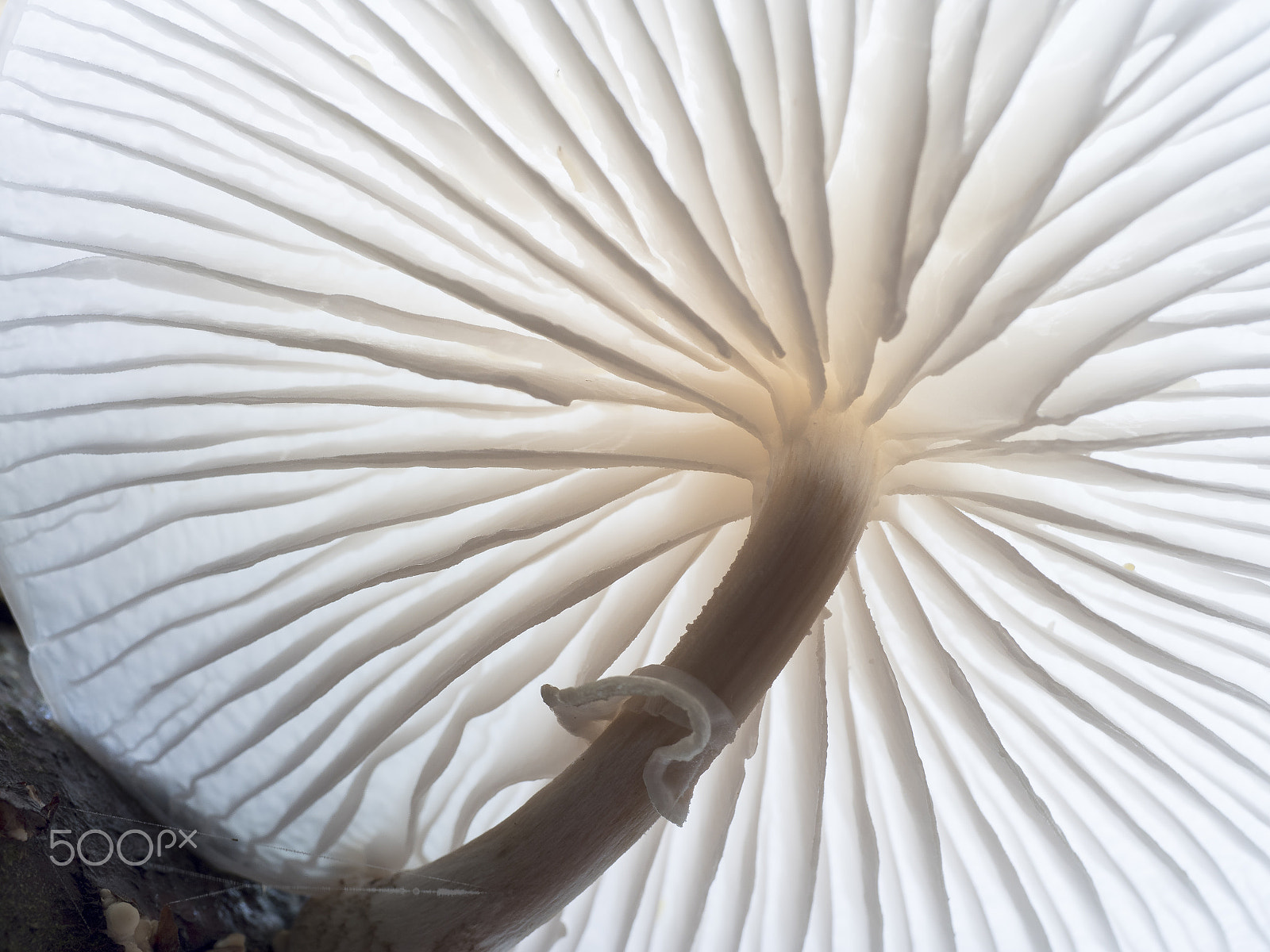 Panasonic Leica DG Macro-Elmarit 45mm F2.8 ASPH OIS sample photo. Porcelain fungus... photography