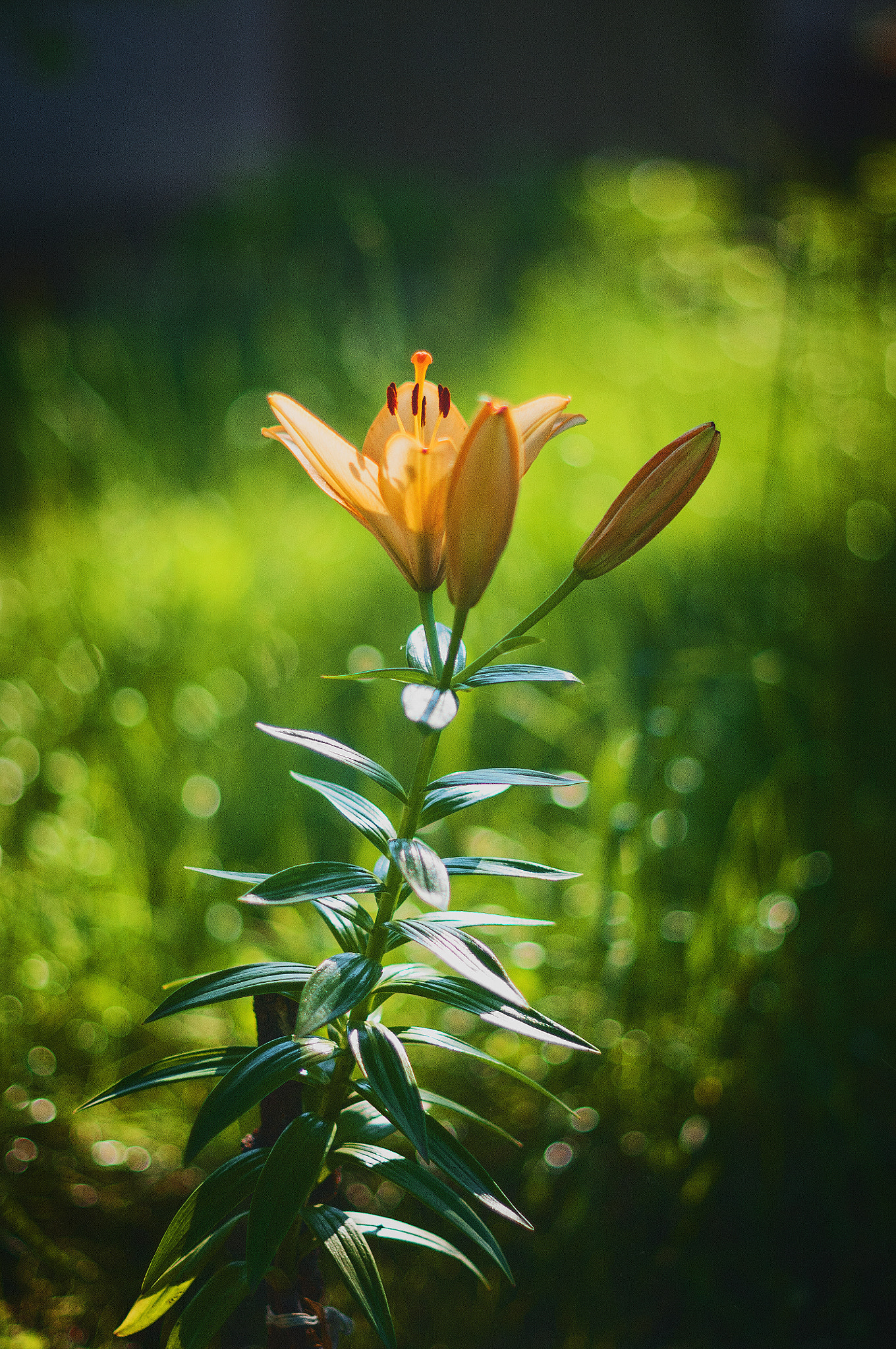 Nikon D300S + Nikon AF-S Nikkor 50mm F1.4G sample photo. Sun light photography