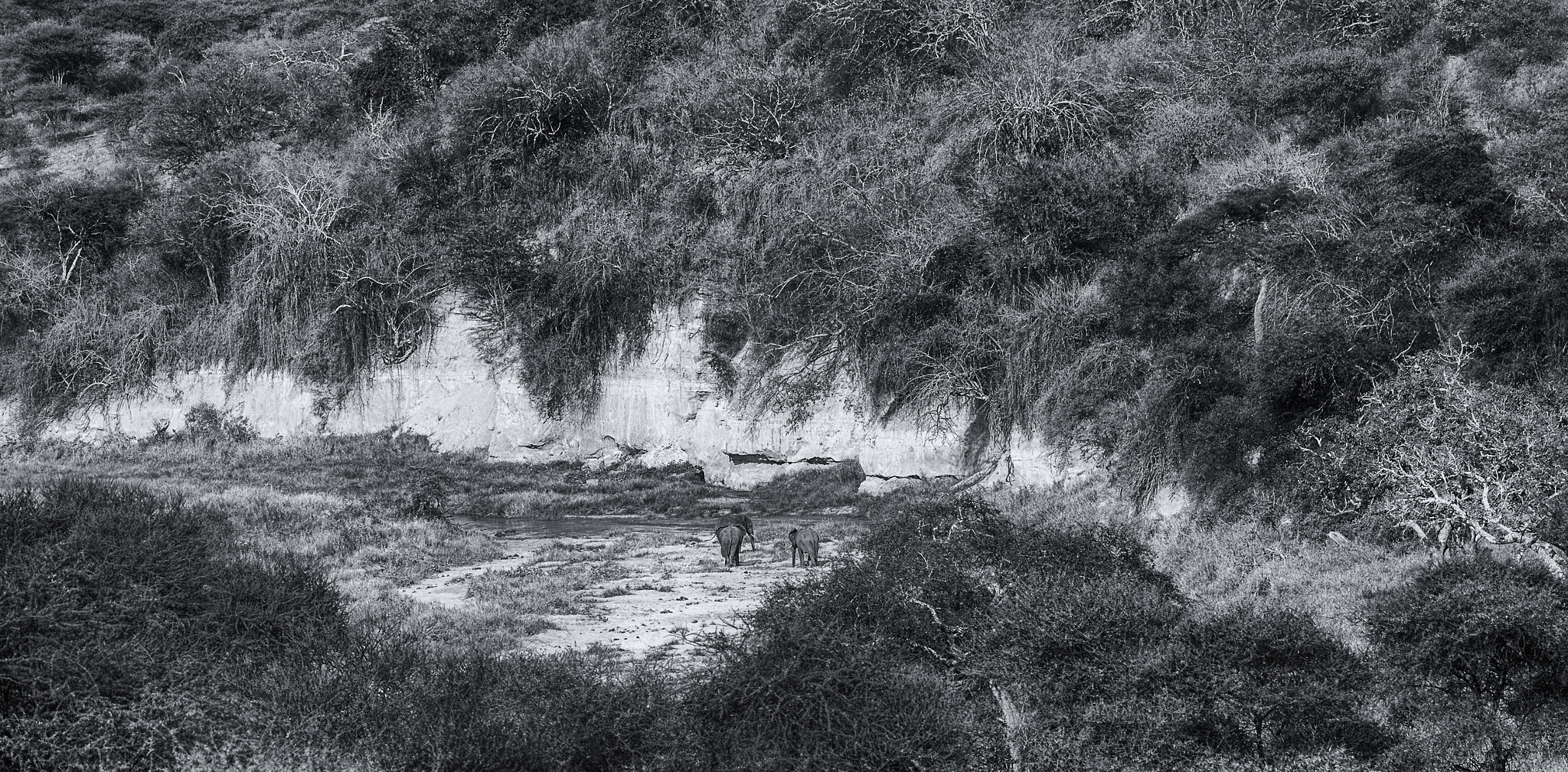 Sigma 150-600mm F5-6.3 DG OS HSM | S sample photo. Tarangire national park, tanzania photography