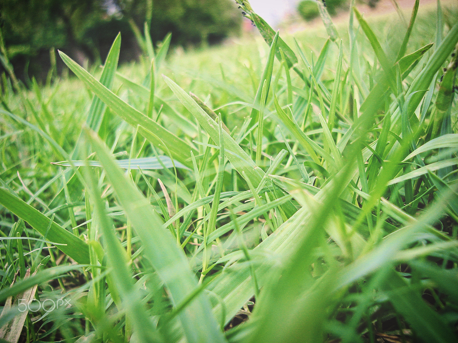 Sony DSC-S40 sample photo. As green. photography
