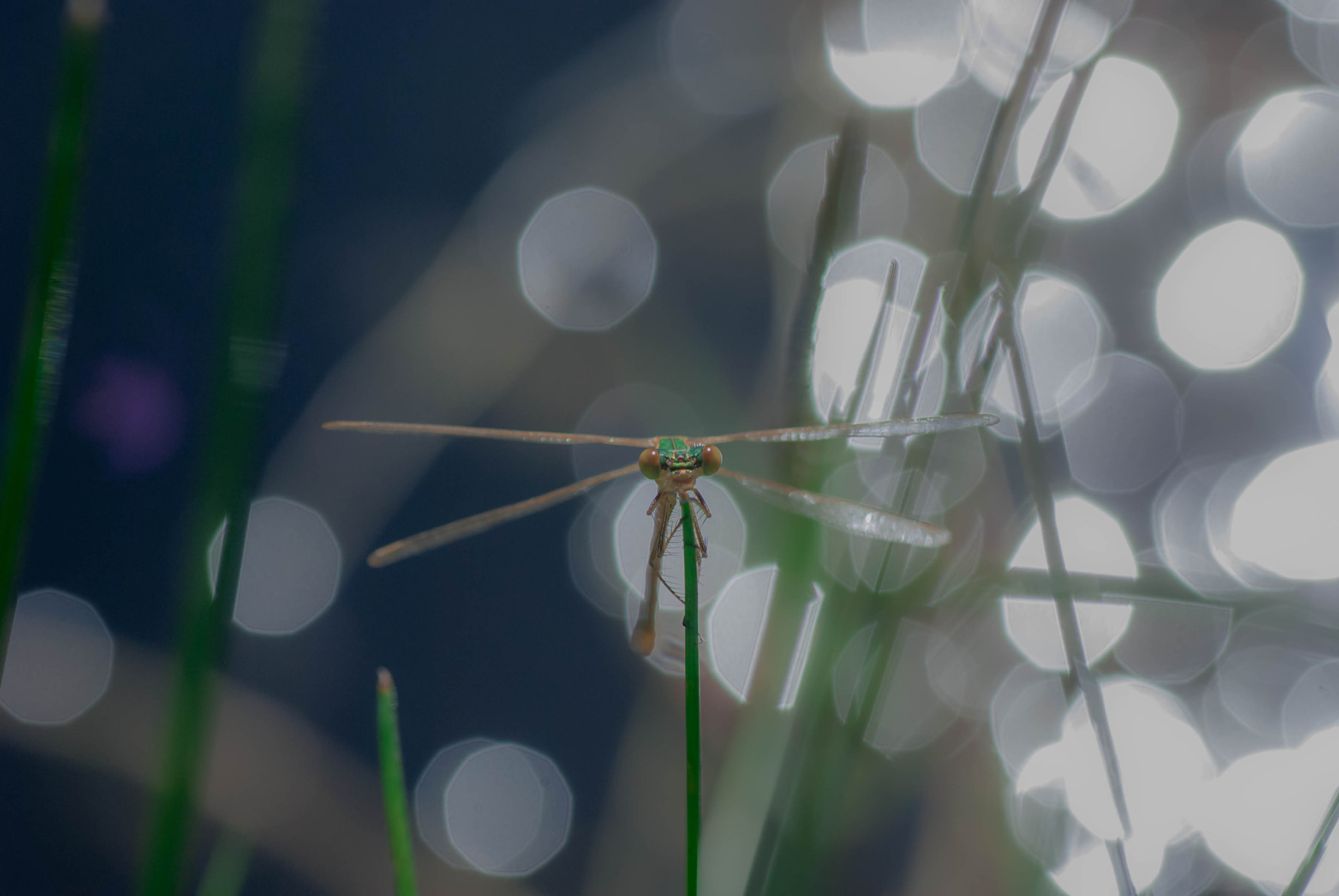 Nikon D60 sample photo. Face à face photography