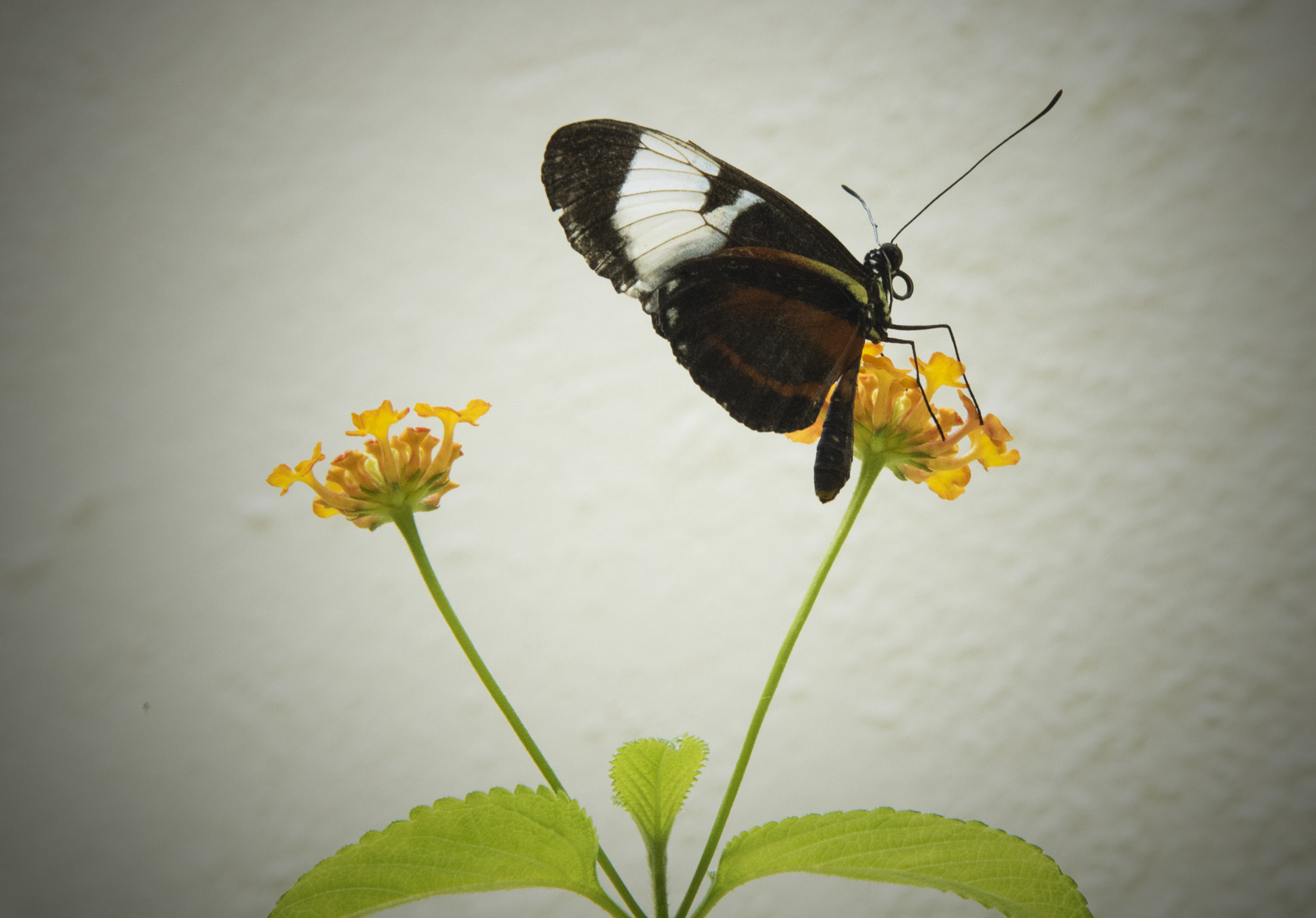 Canon EOS 760D (EOS Rebel T6s / EOS 8000D) sample photo. Asymmetry photography