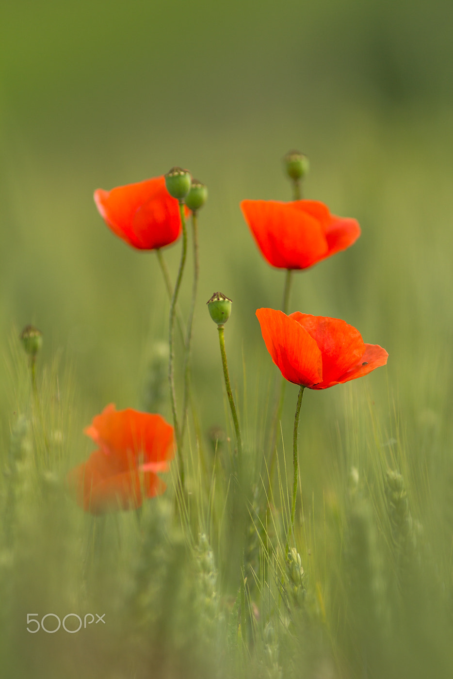 Canon EOS 60D + Canon EF 200mm F2.8L II USM sample photo. Klatschmohn (papaver rhoeas) photography