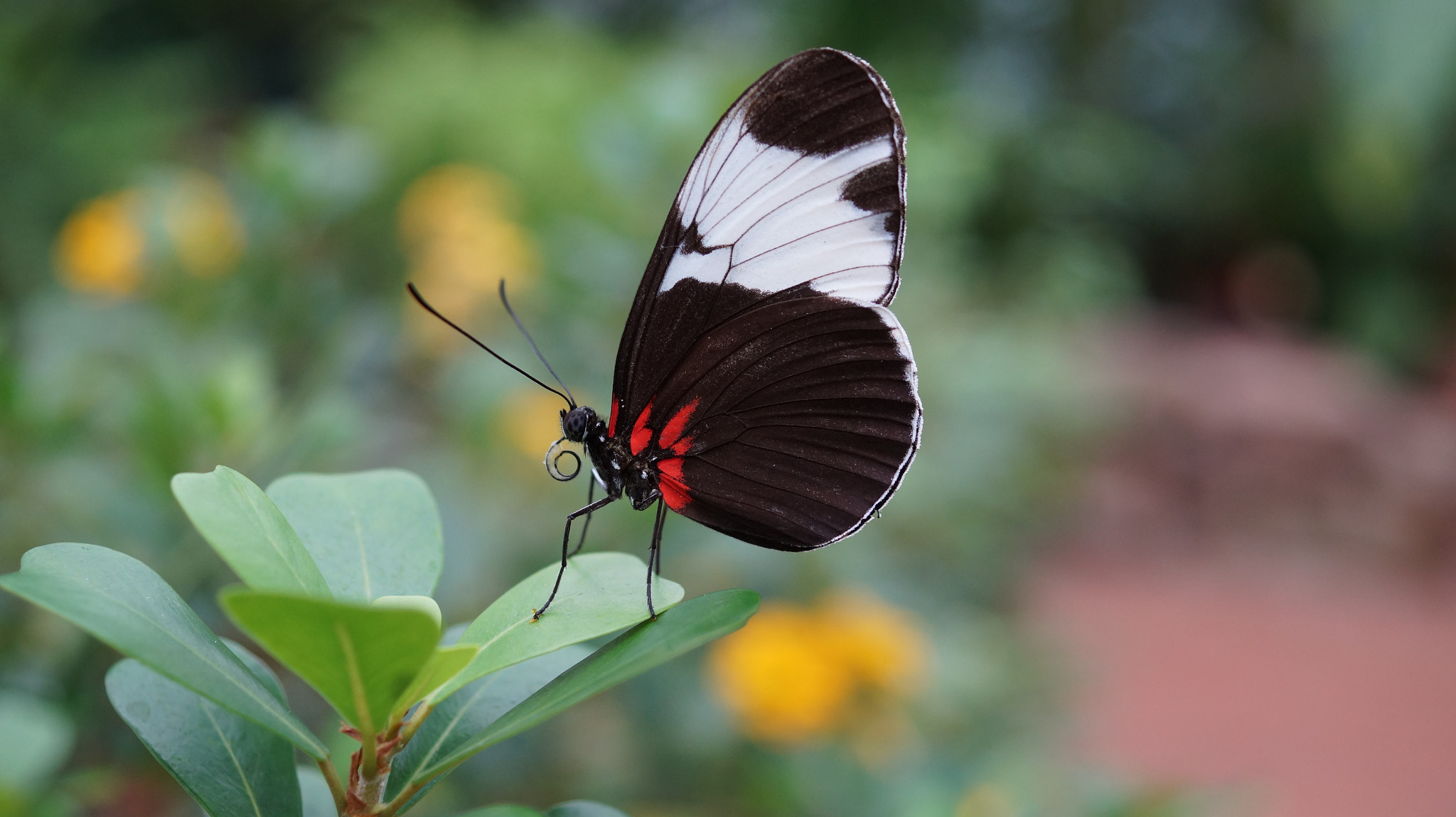 Sony SLT-A58 + Sony DT 30mm F2.8 Macro SAM sample photo. Passionsfalter photography