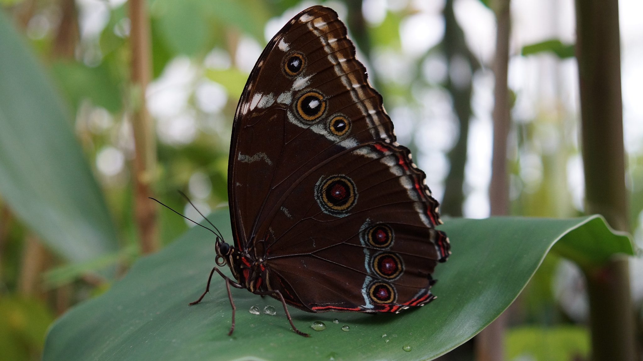 Sony SLT-A58 + Sony DT 30mm F2.8 Macro SAM sample photo. Blauer morpho photography