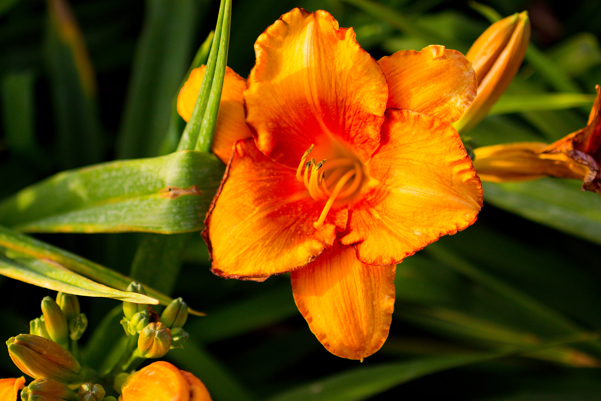 Sigma 50mm F1.4 EX DG HSM sample photo. Orange photography
