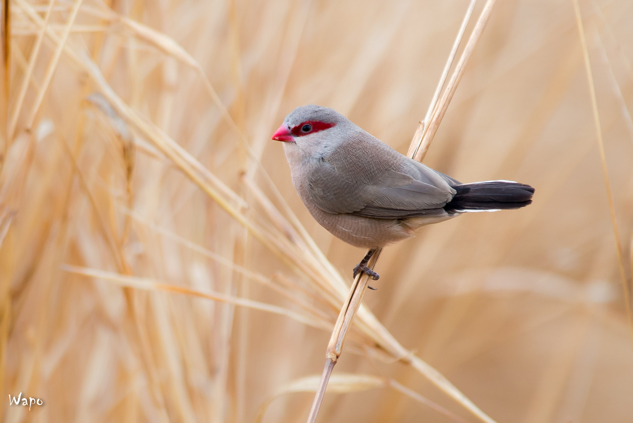 Nikon AF-S Nikkor 300mm F2.8G ED VR II sample photo. Black-rumped waxbill photography
