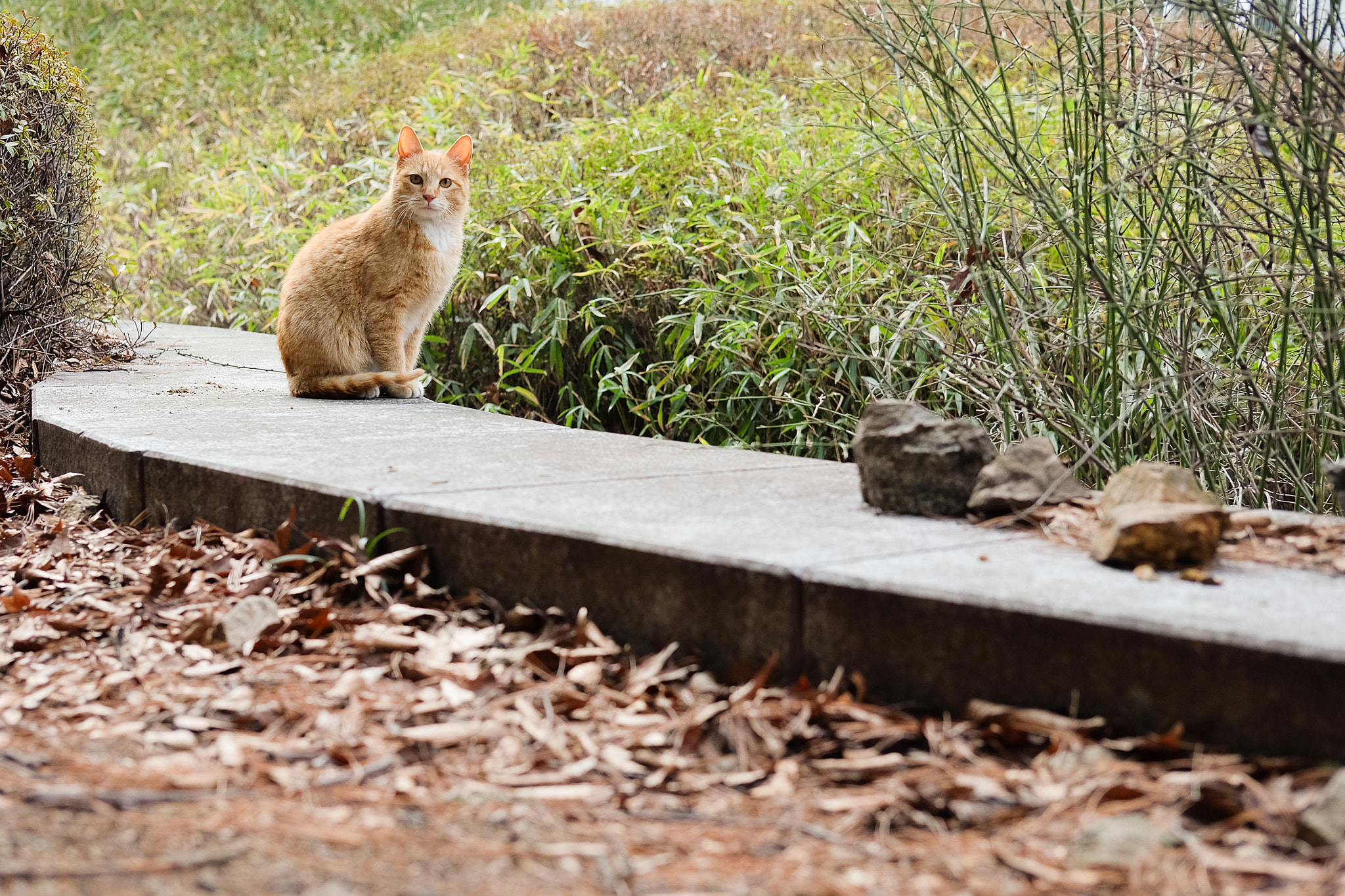 Fujifilm X-A2 + Fujifilm XF 35mm F2 R WR sample photo. I will survive. because i am strong.. photography