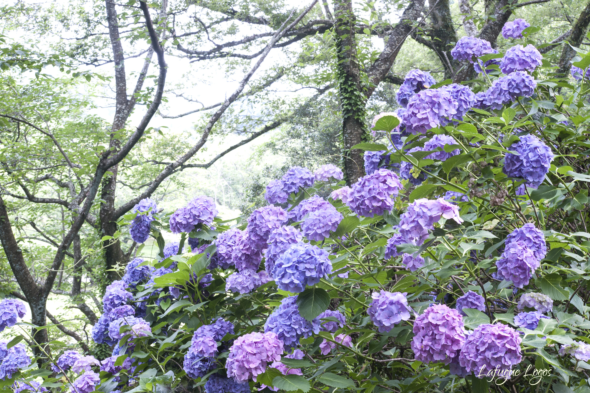 Sigma 70-300mm F4-5.6 APO DG Macro sample photo. Sketch of early summer photography