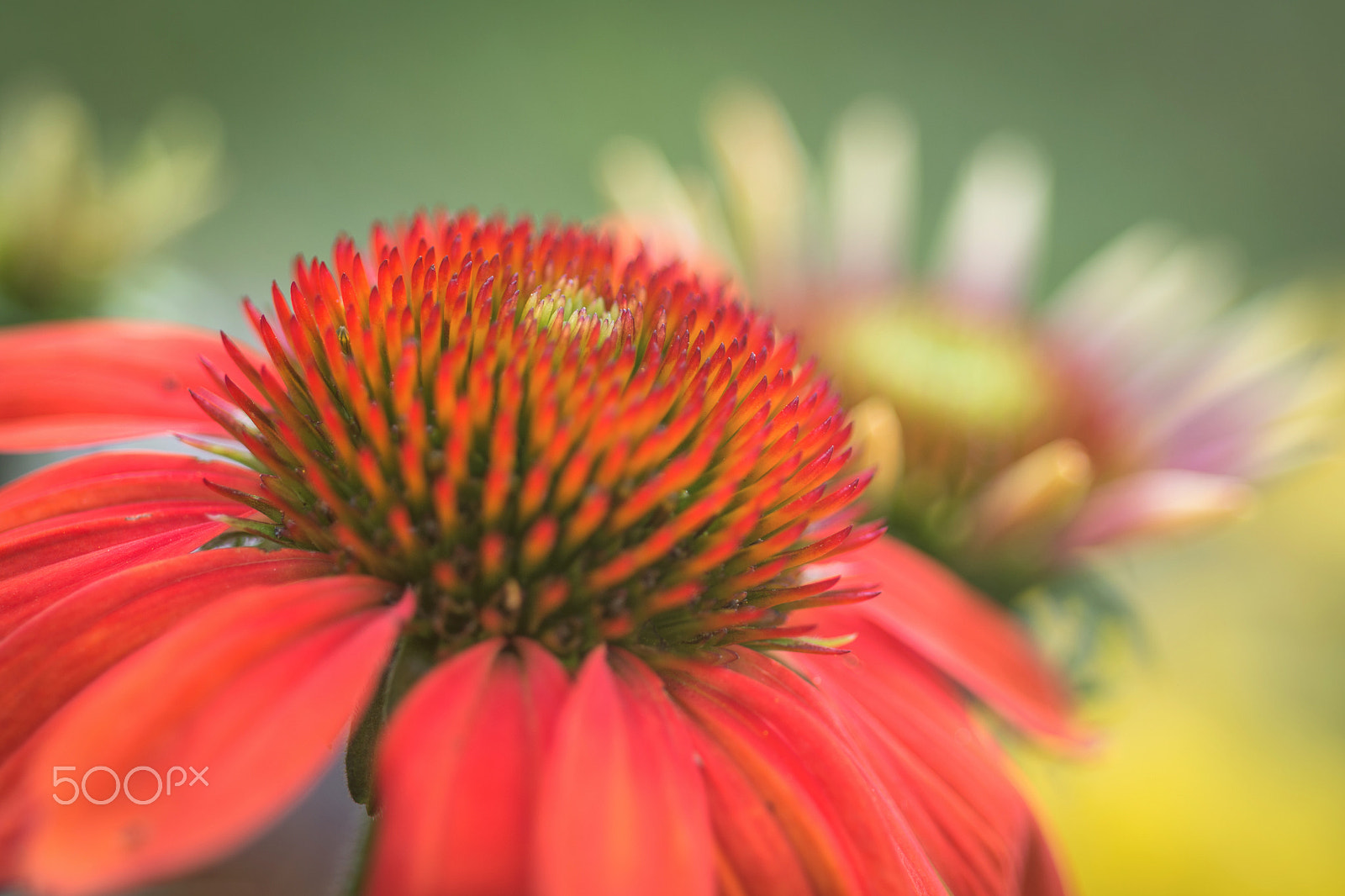 Nikon D7200 + Nikon AF Micro-Nikkor 60mm F2.8D sample photo. A dreamy red summer photography
