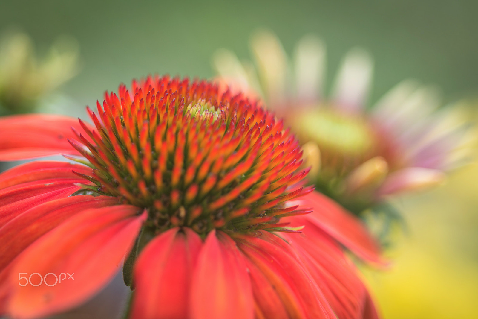 Nikon AF Micro-Nikkor 60mm F2.8D sample photo. A dreamy red summer photography