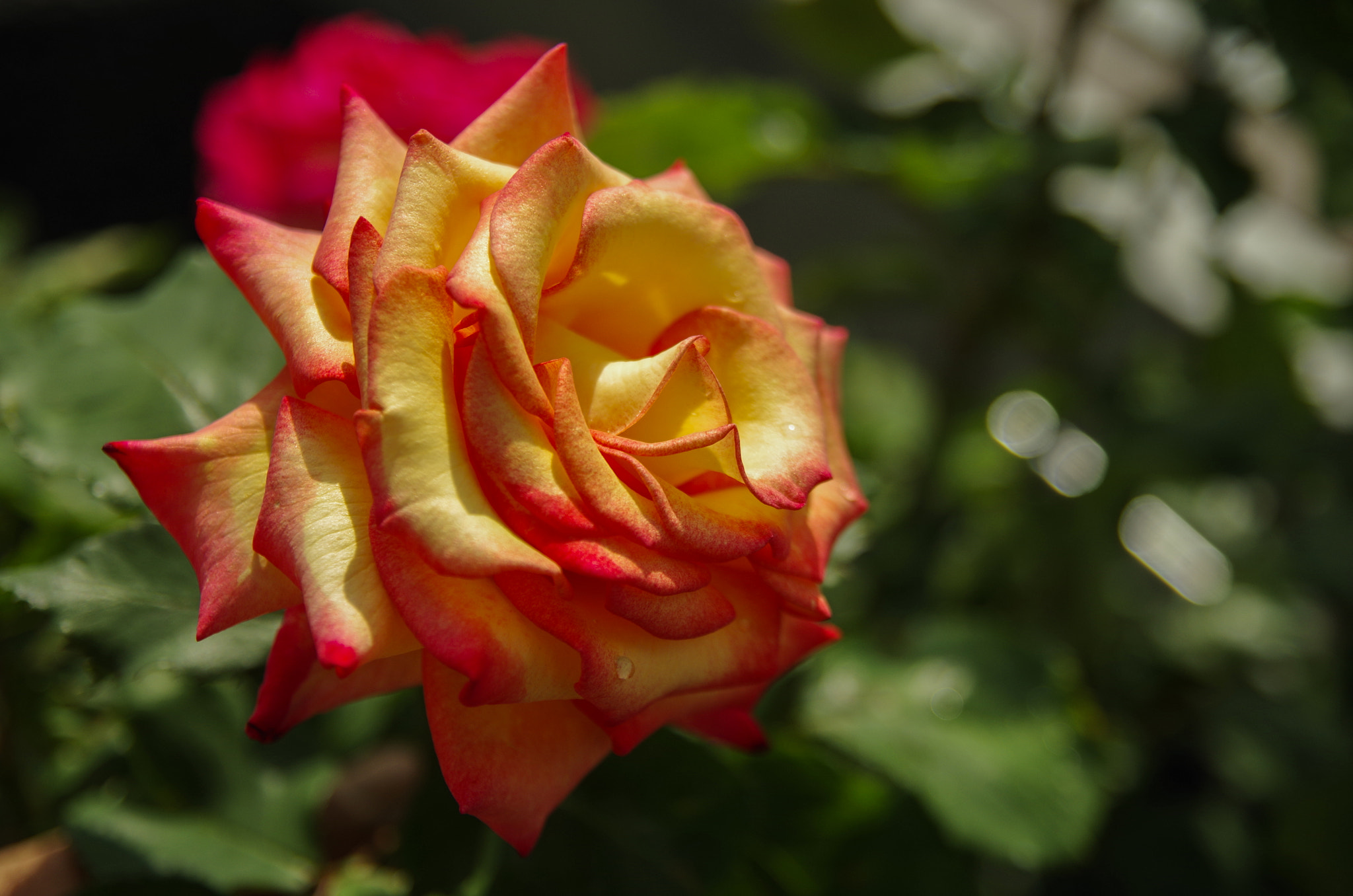 Pentax K-30 sample photo. Rose photography