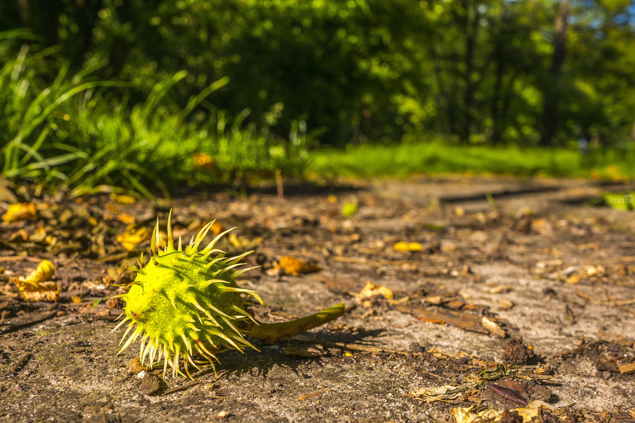 Panasonic Lumix DMC-GX7 + Panasonic Lumix G 14mm F2.5 ASPH sample photo. Kasztan photography