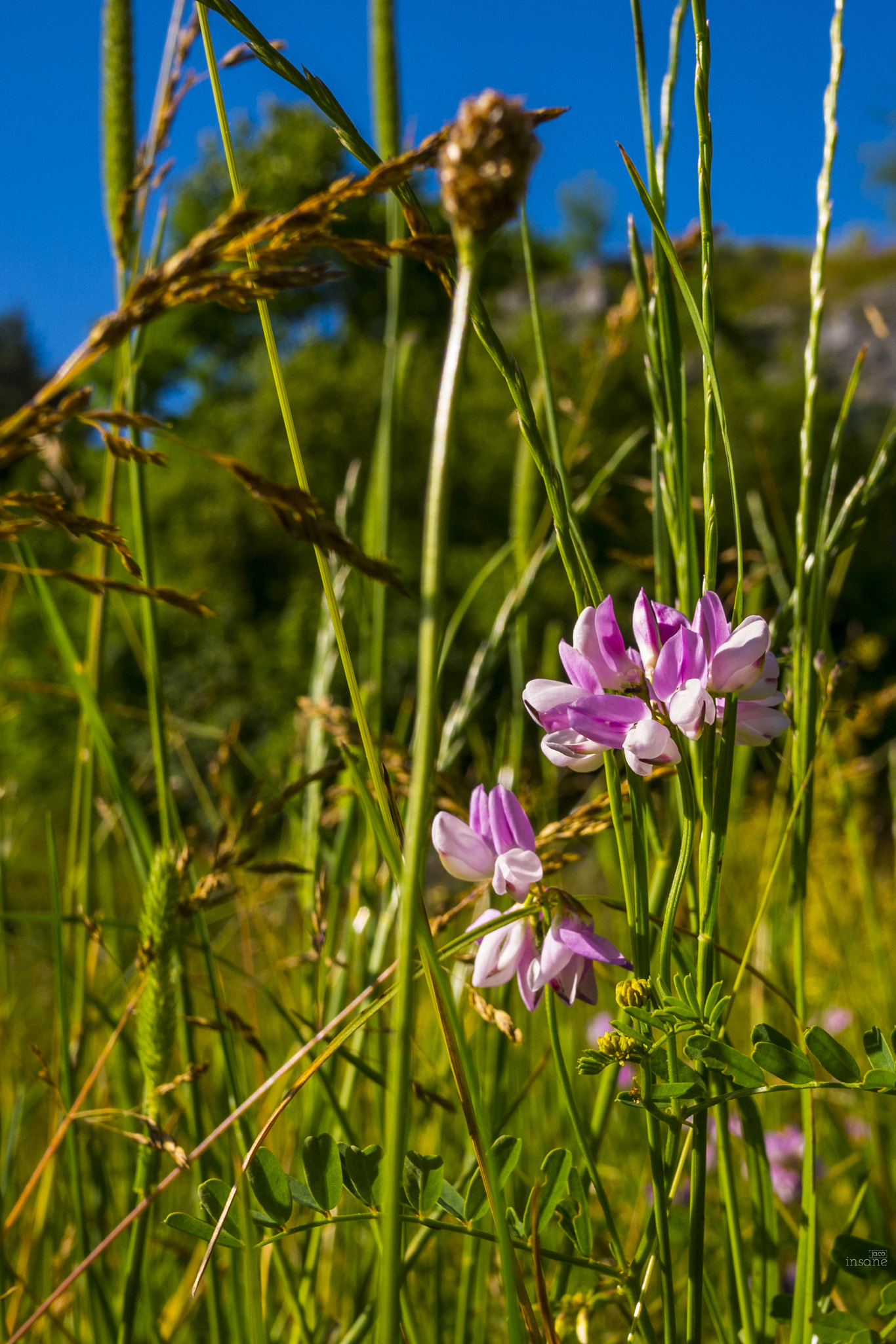 Panasonic Lumix DMC-GX7 + Panasonic Lumix G 14mm F2.5 ASPH sample photo. Polne kwiaty photography