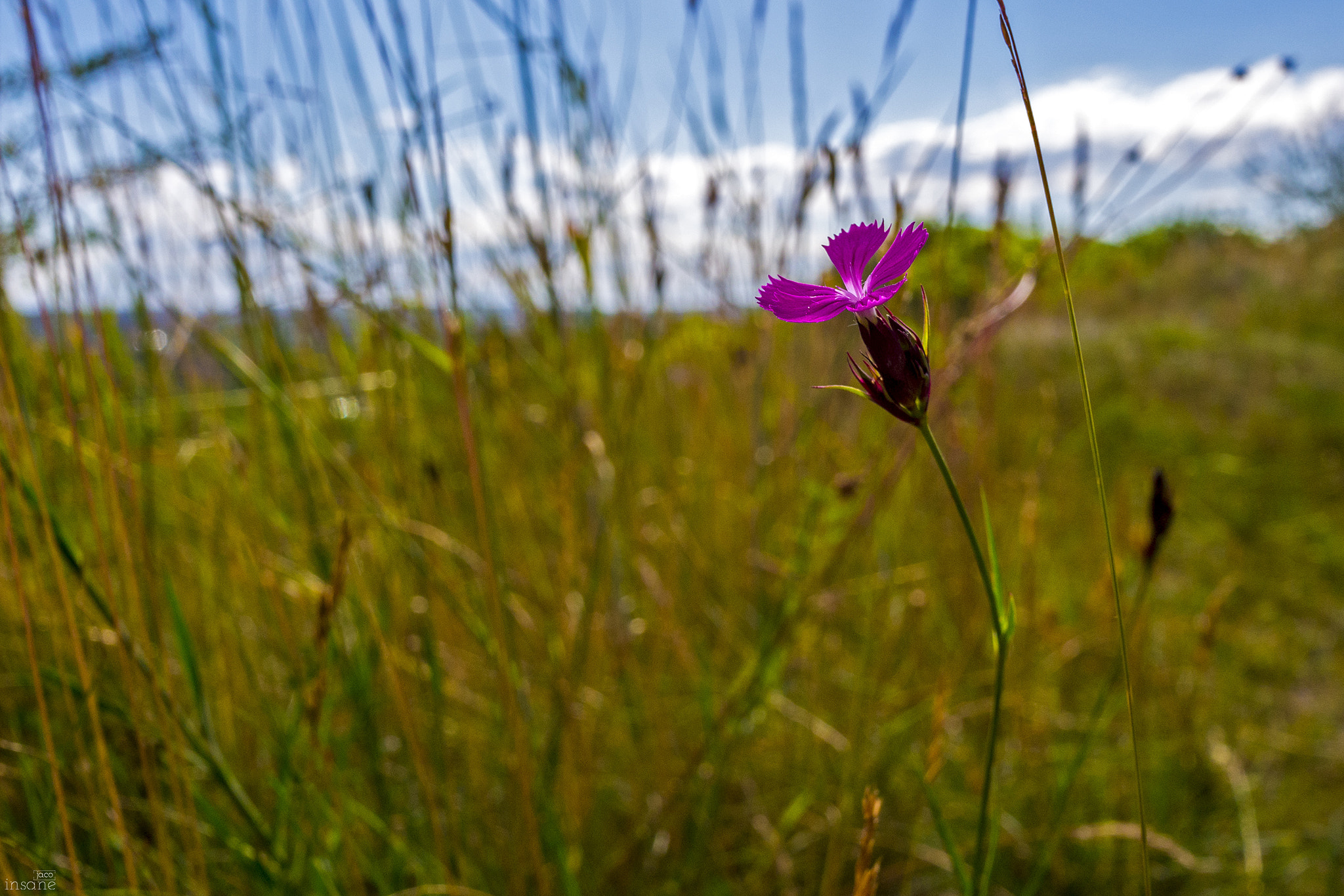 Panasonic Lumix DMC-GX7 + Panasonic Lumix G 14mm F2.5 ASPH sample photo. Polny kwiatek photography