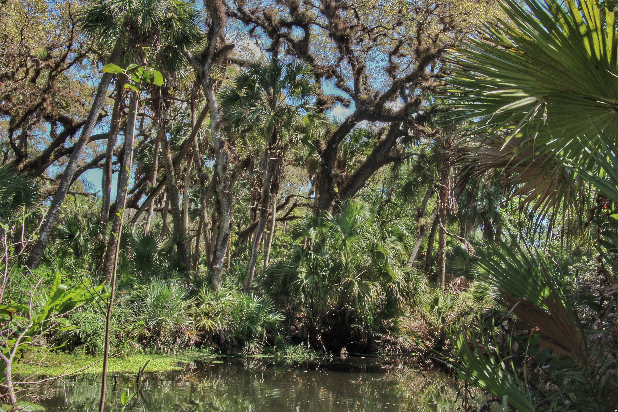 Canon EOS 650D (EOS Rebel T4i / EOS Kiss X6i) sample photo. Natural florida photography