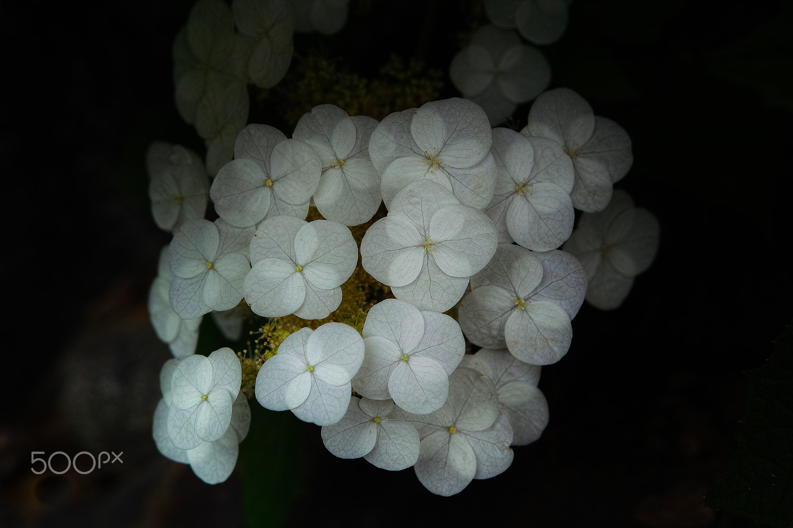 Sigma SD1 sample photo. Flowers in the flower photography