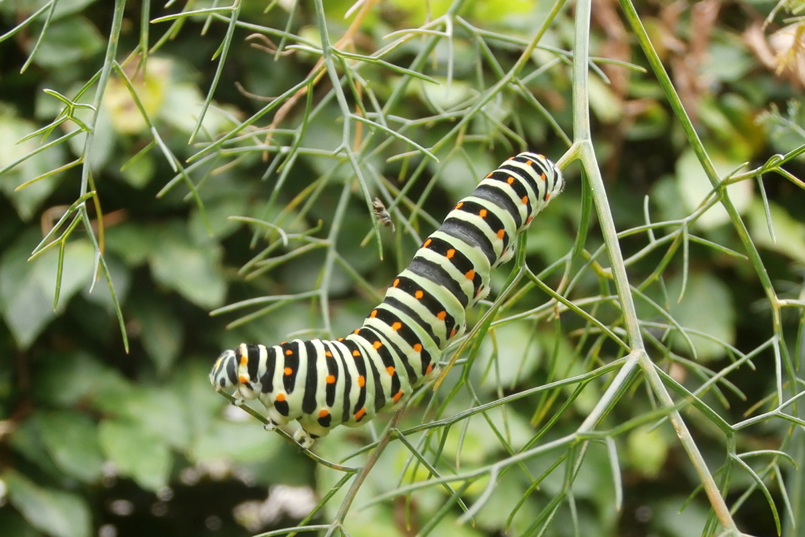 Olympus VR340,D750 sample photo. Cattepillar from a swallowtail. photography