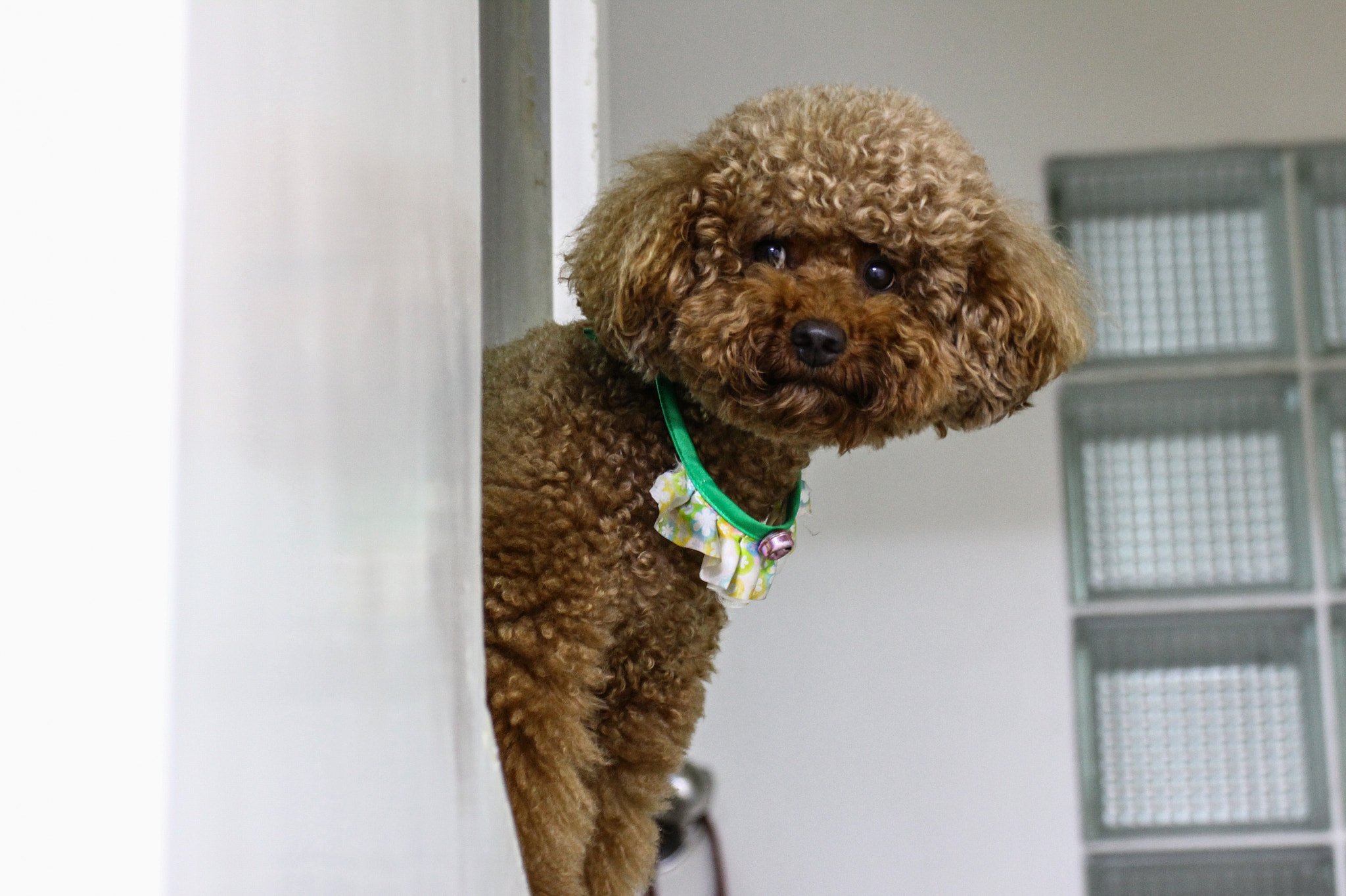 Tamron SP 35mm F1.8 Di VC USD sample photo. Cute puppy.jpg photography
