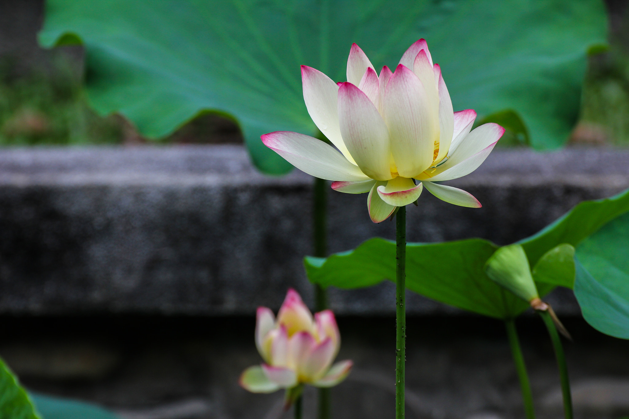 Tamron SP 35mm F1.8 Di VC USD sample photo. Lotus.jpg photography