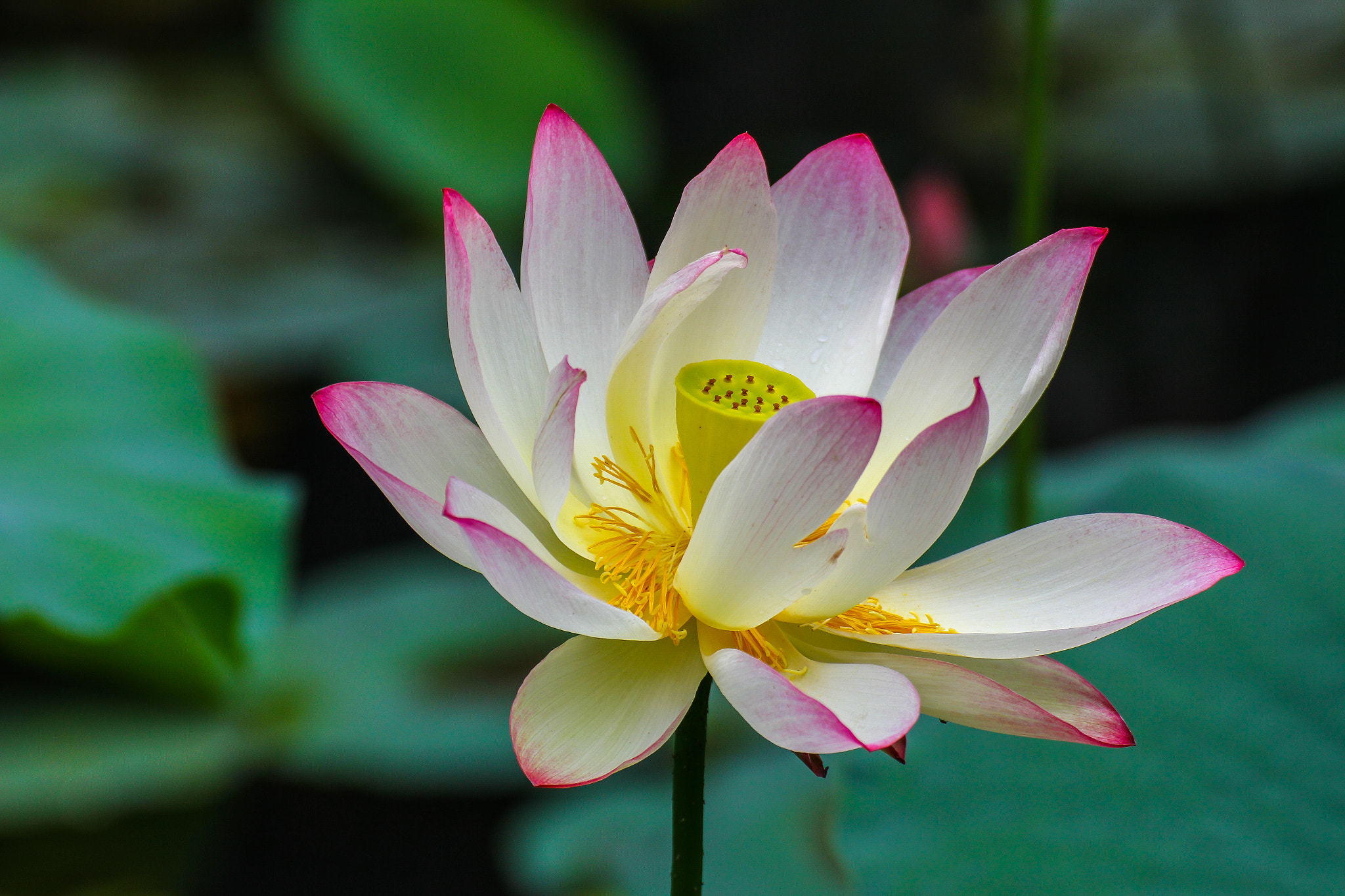 Tamron SP 35mm F1.8 Di VC USD sample photo. Big lotus.jpg photography