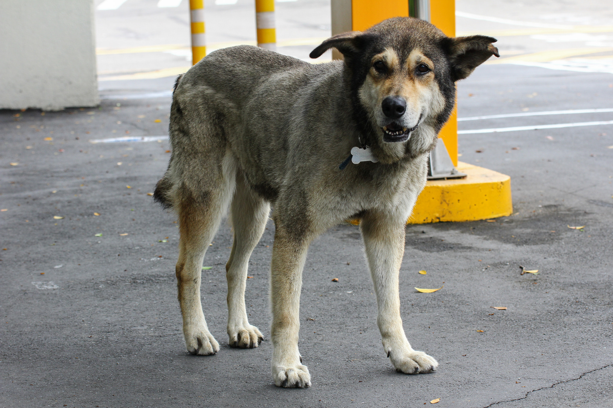 Tamron SP 35mm F1.8 Di VC USD sample photo. Cute school dog.jpg photography